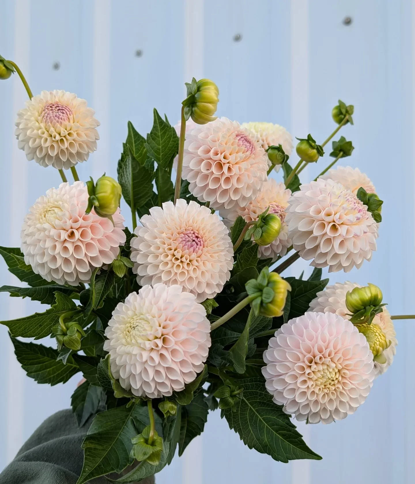 Spring is coming! Which means we are busy dividing dahlias, inventorying our varieties, and planning for the season ahead! Stay tuned for an upcoming dahlia tuber sale update if you want to join us in growing these beauties.
Pictured Dahlia: Camano Z