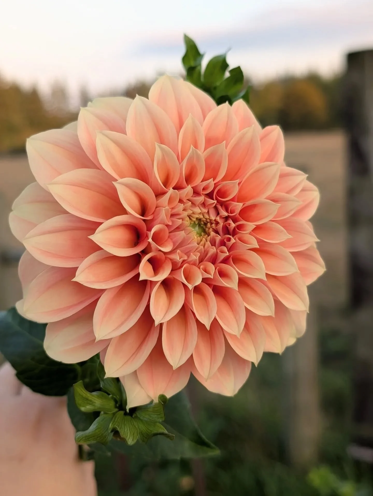 I've always felt a little 'meh' about the color orange. But this summer I really leaned in and they became some of my favorite dahlias! I mean, c'mon! 🥰
Pictured Variety: Bracken Palomino

#maywoodfarm #maywoodflowers #olympiaflowers