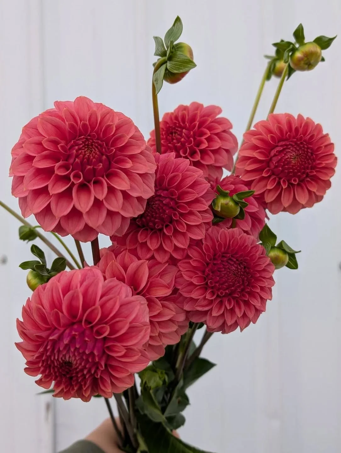 Save the date for our online dahlia tuber sale on April 4th! You can check out our website for the varieties we anticipate having available. 🙌
Pictured: KA's&reg; Keltie Rose
#maywoodfarm #maywoodflowers #olympiaflowers #dahliatubersale