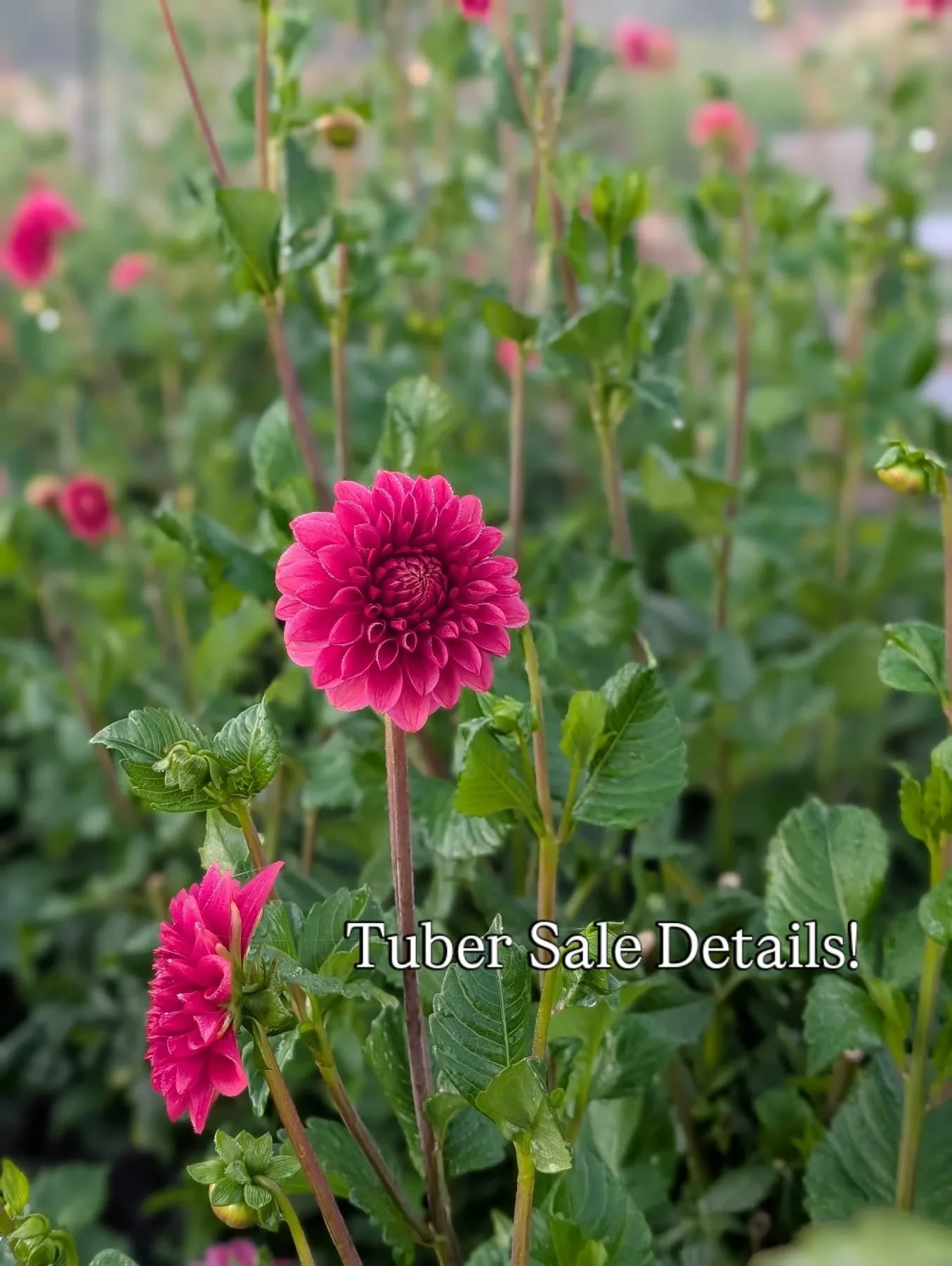 ✨Tuber Sale Info ✨
🌱The sale is on our website, not in person. www.maywoodfarm.com
🌱There is a local pickup option this year for you locals if you order early! Please read the details carefully when you select from the options at checkout! This is 