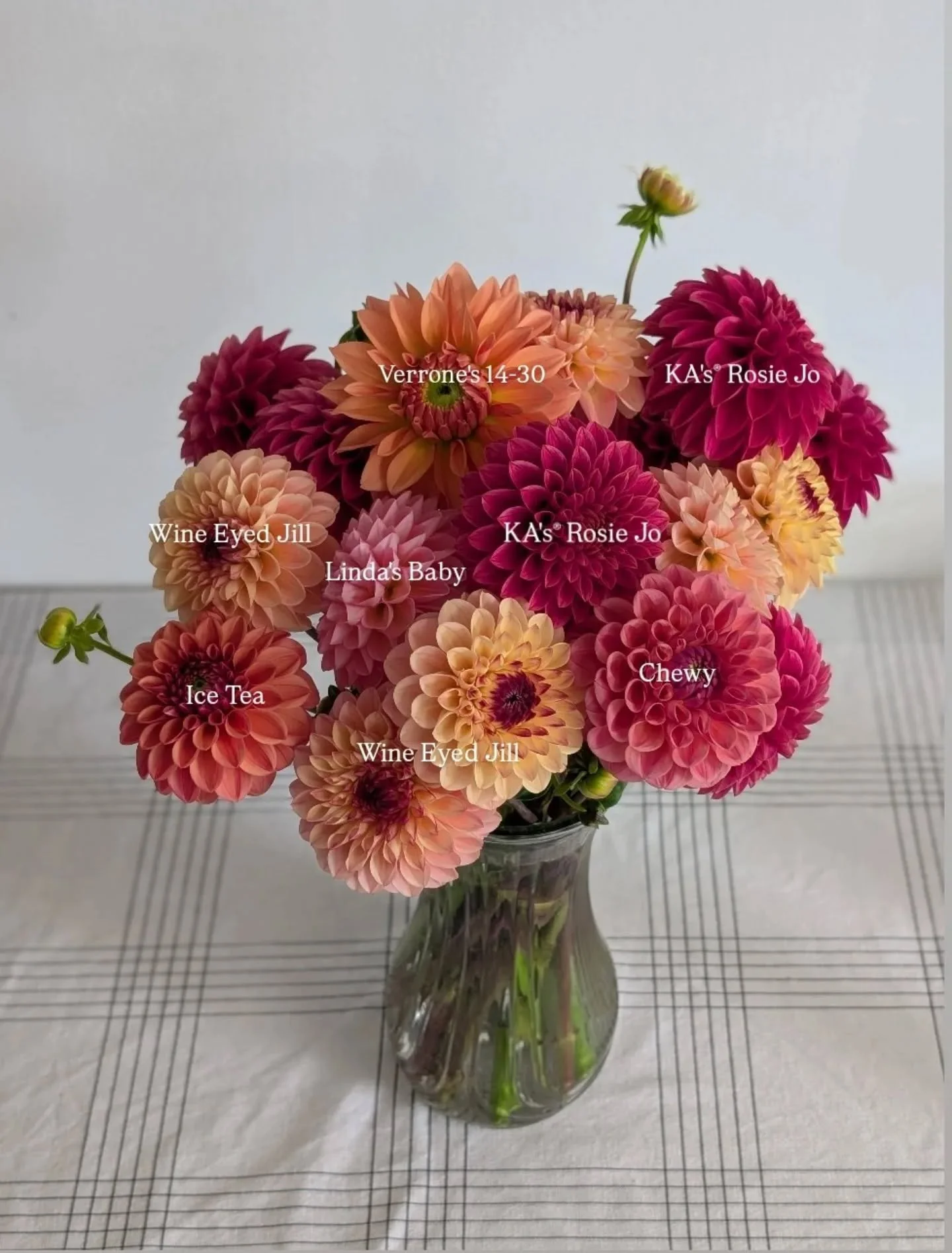 Just a reminder that tomorrow is the opening of our dahlia tuber shop on our website! Our website will be locked tonight so we can add the inventory, but open at 9:00AM tomorrow. If you're wanting to look at varieties before it opens make sure you do