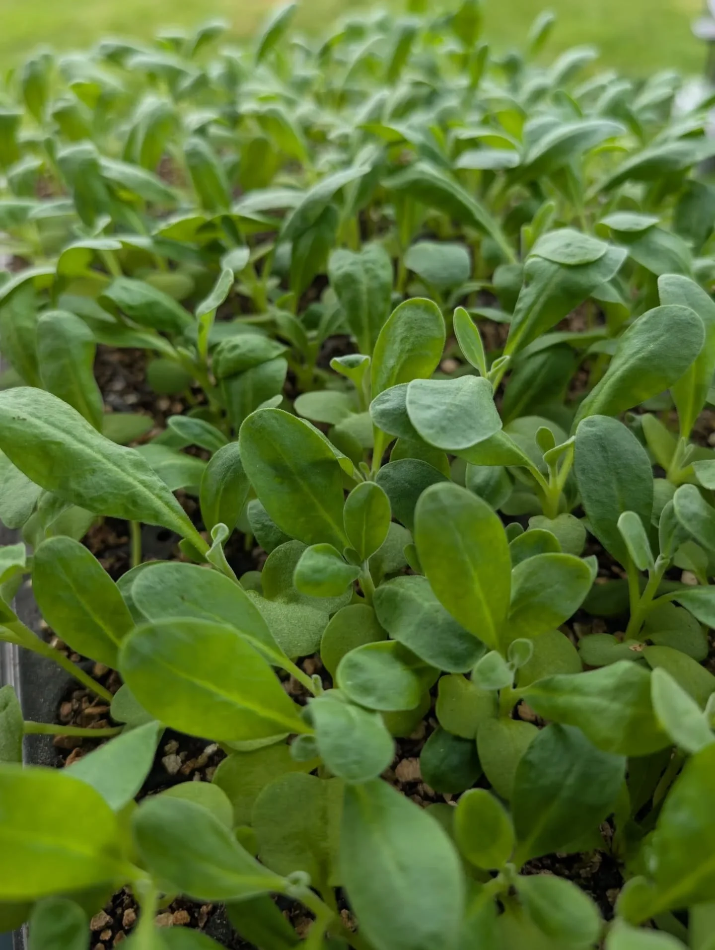 Around the farm! 
May is a busy month for planting, weeding, more planting, and more weeding! Everything is growing like crazy.
A late mid-May cold snap even brought a touch of frost that nipped some of our dahlias. Despite it being later than normal