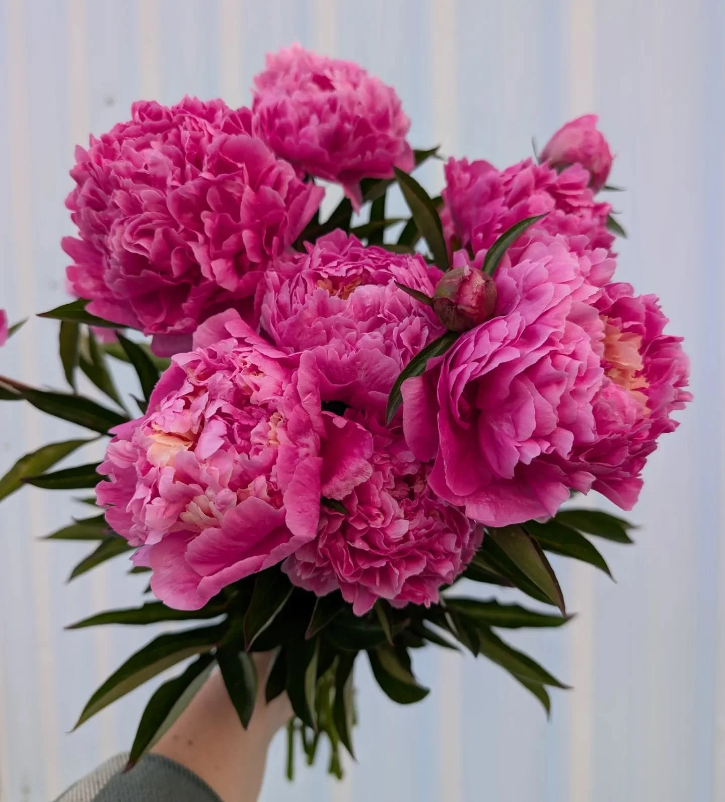 It's peony season! And starting tomorrow we'll have bouquets at @johnsonsmokehouse! 💐 They'll be limited as the season ramps up, but we are thrilled to share our flowers with you! If you're new here you can find our bouquets at Johnson's on Fridays 