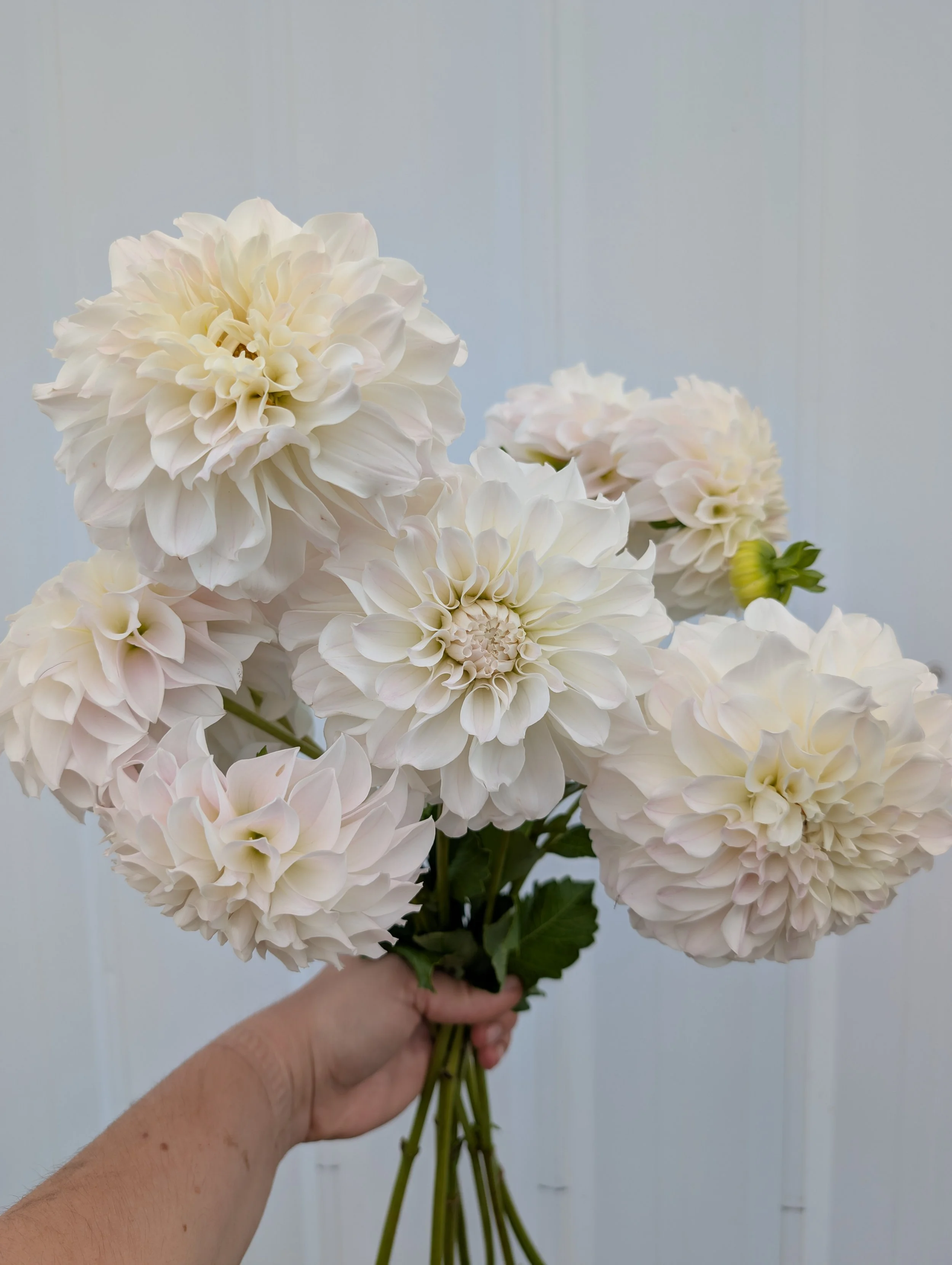 Dahlia Irish Ruffles.jpg