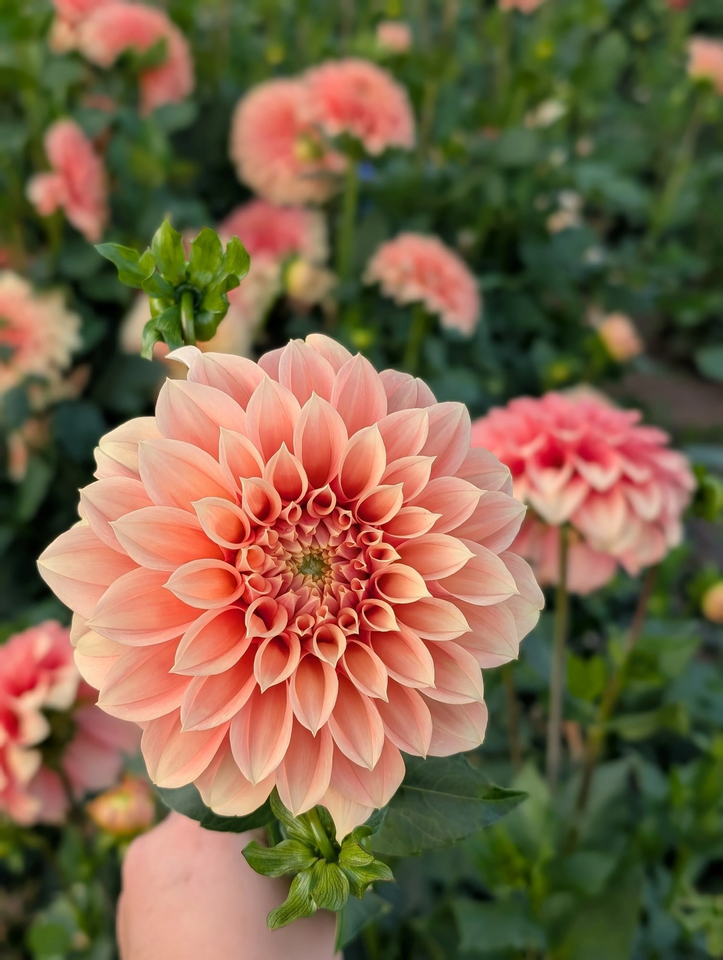 Bracken Palomino Dahlia (3).jpg