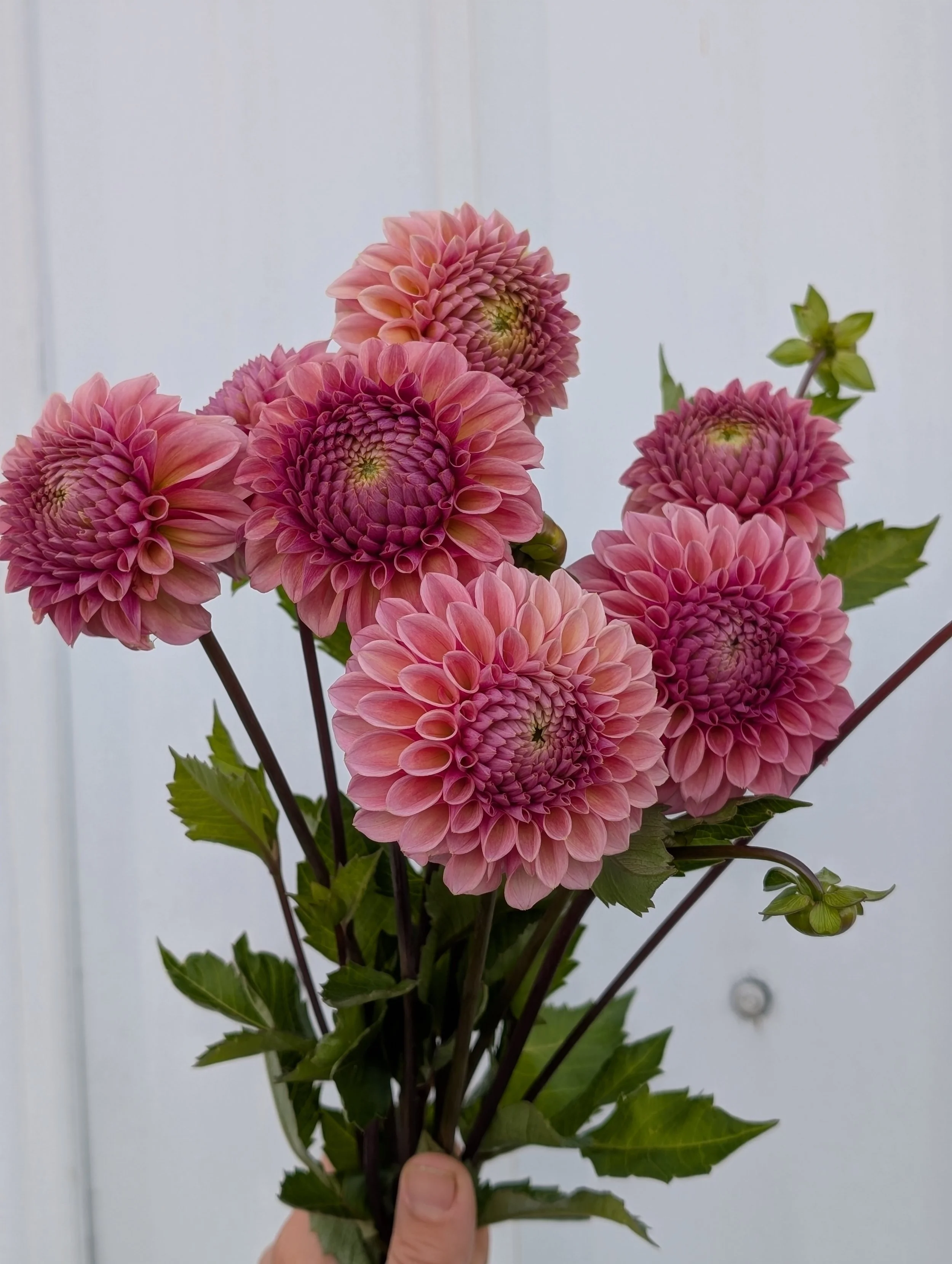 Dahlia Bracken Rose.jpg