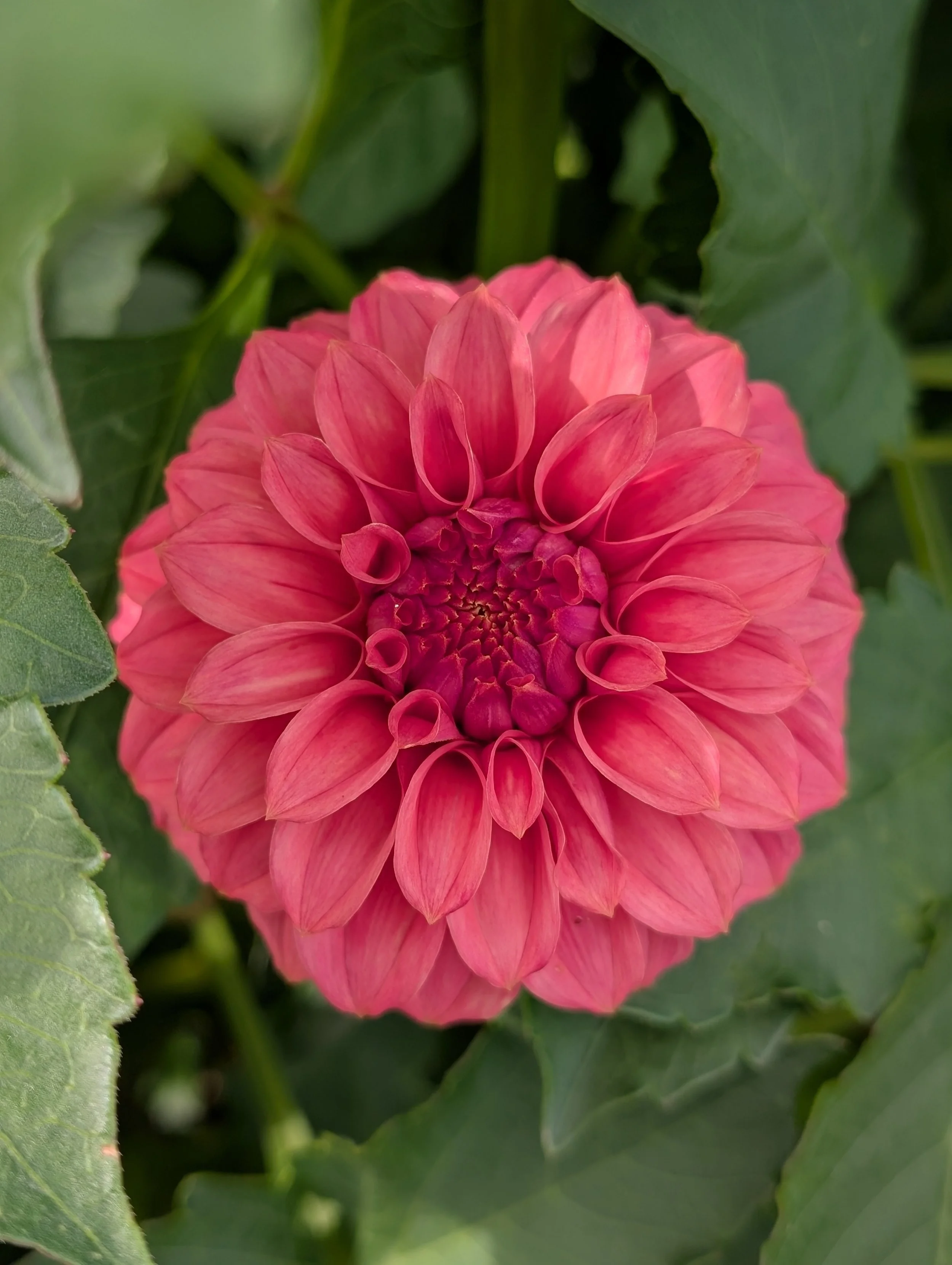 Dahlia KA's Keltie Rose.jpg