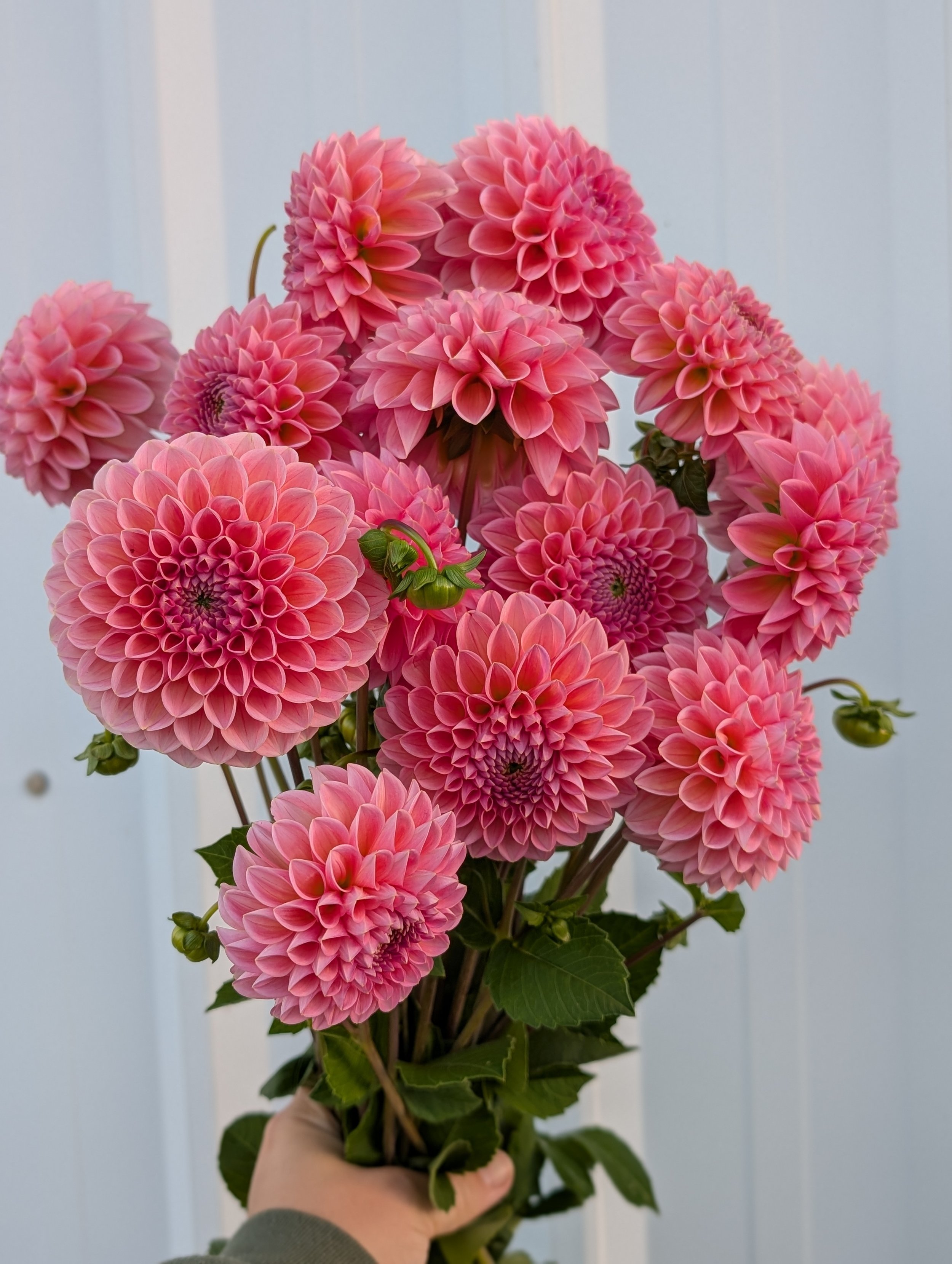 Linda's Baby Dahlia.jpg