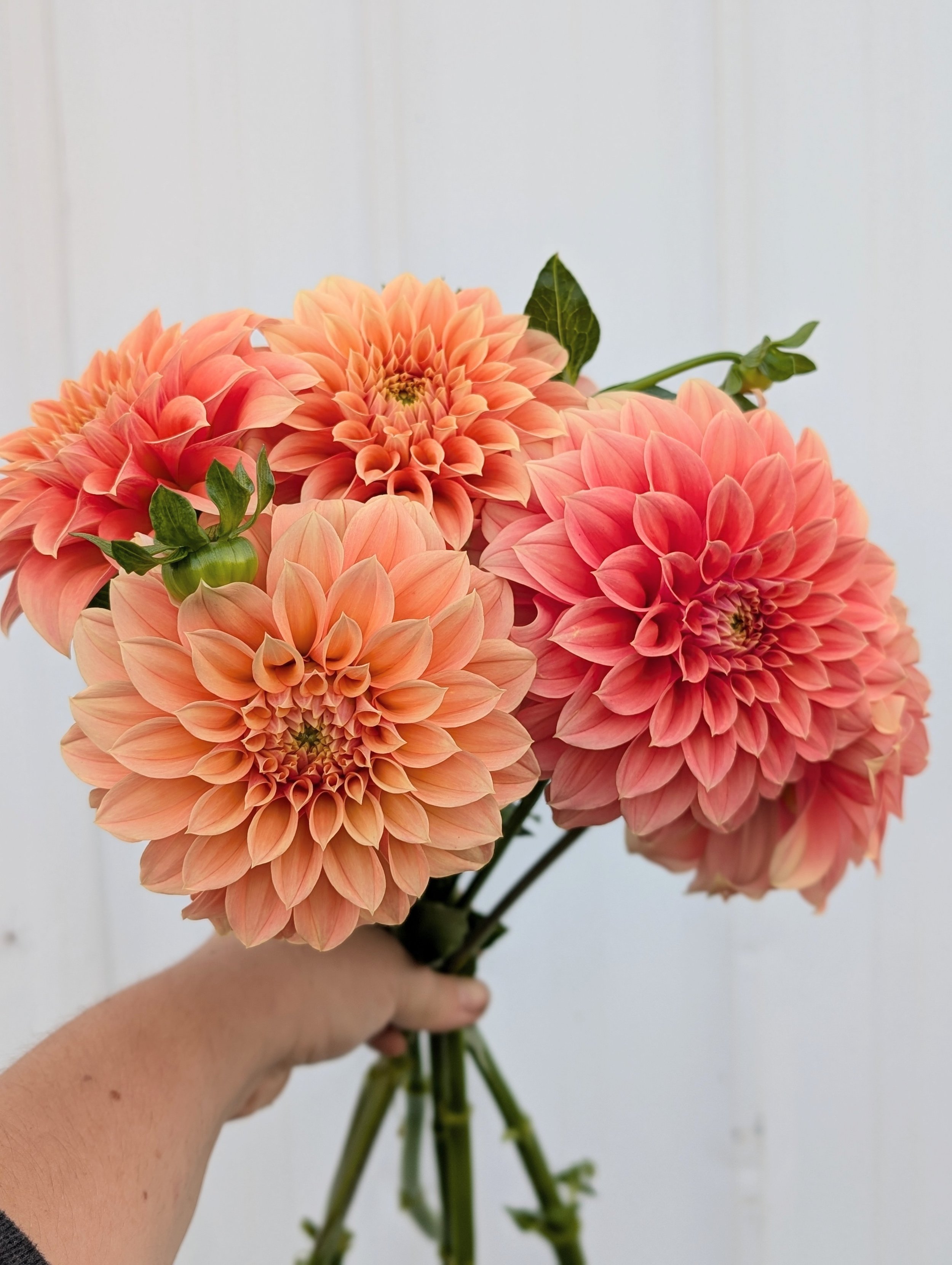 Bracken Palomino Dahlia.jpg