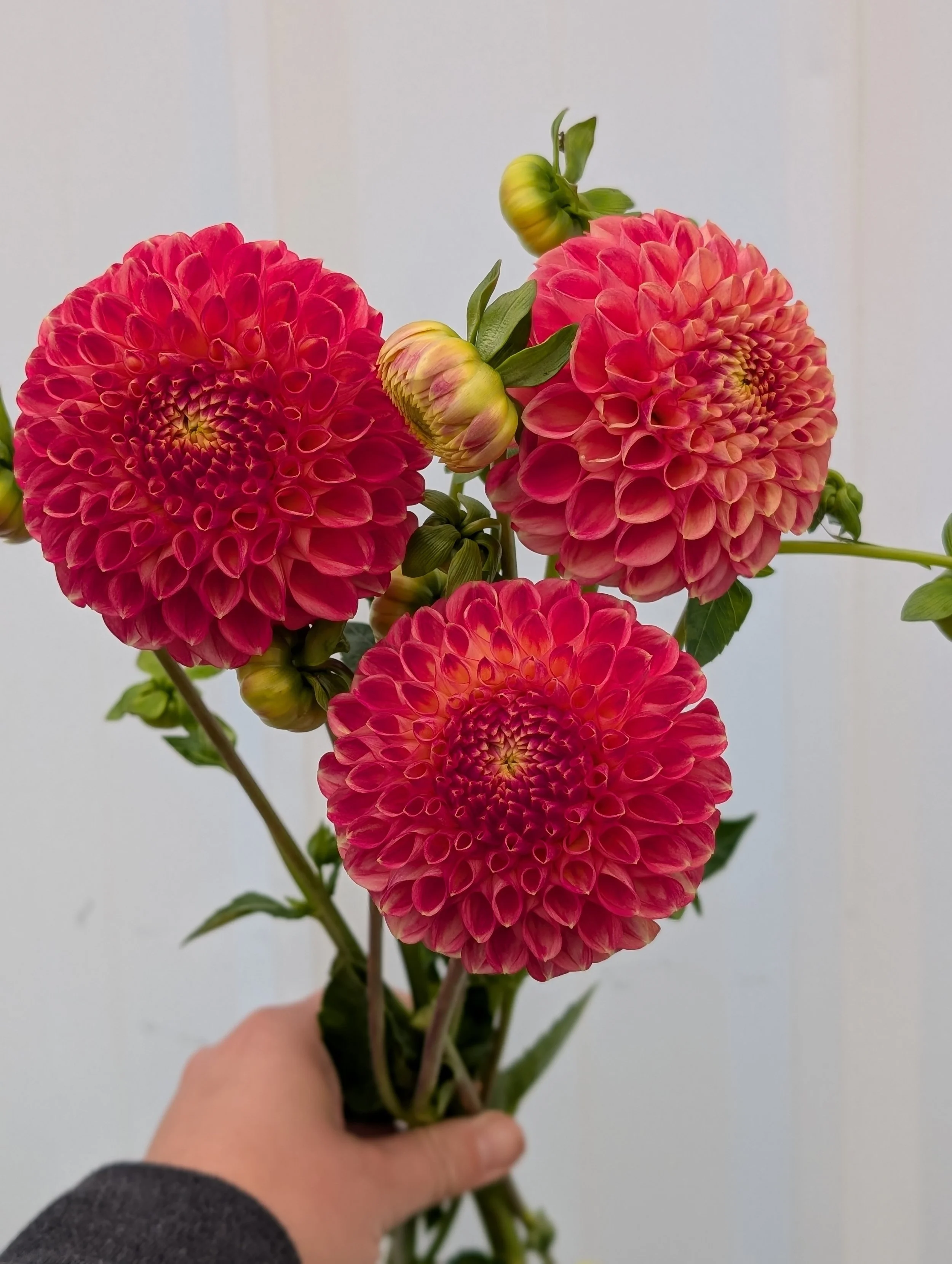 Snoho Doris Dahlia.jpg