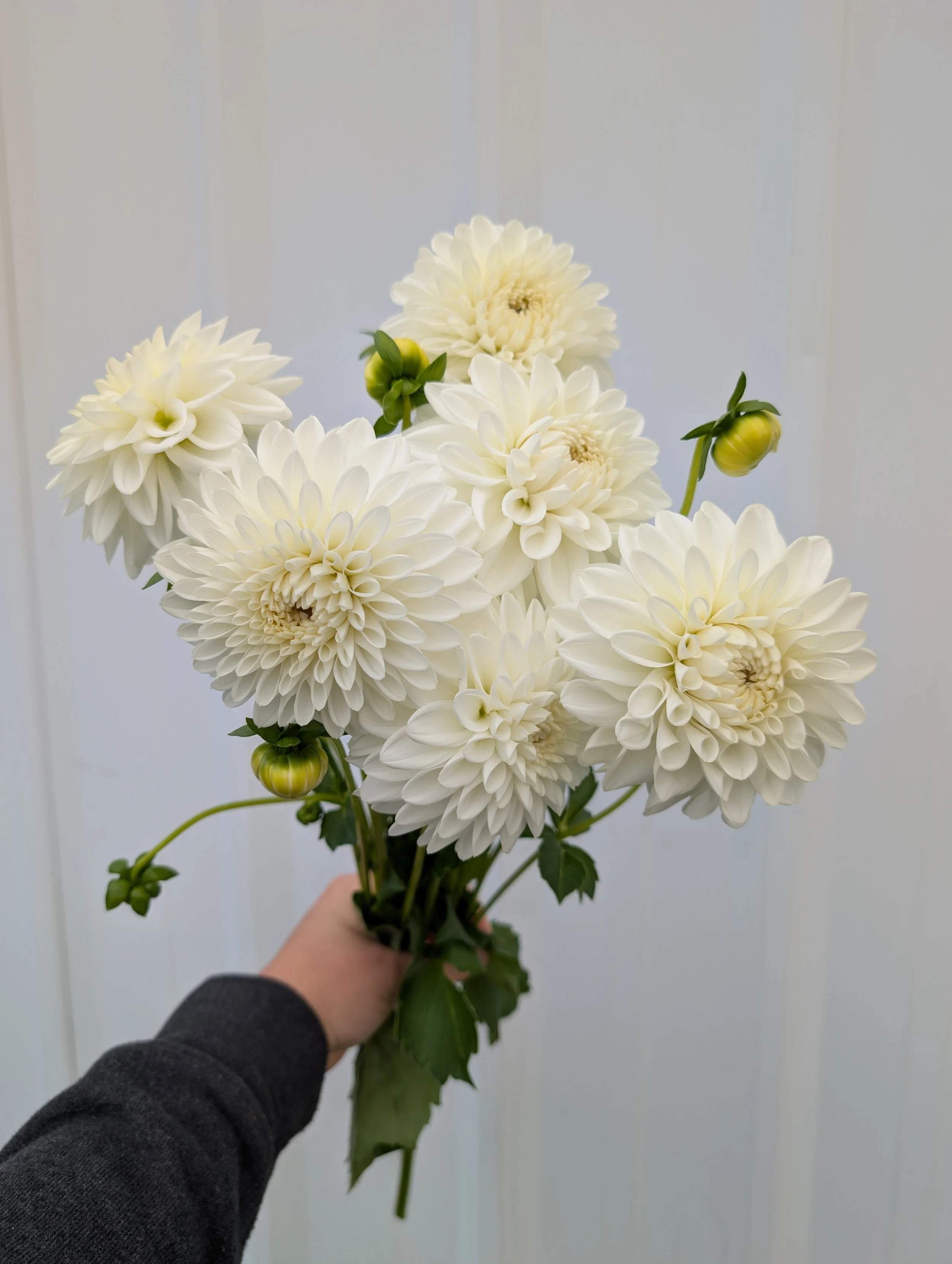 Dahlia Blizzard (1).jpg