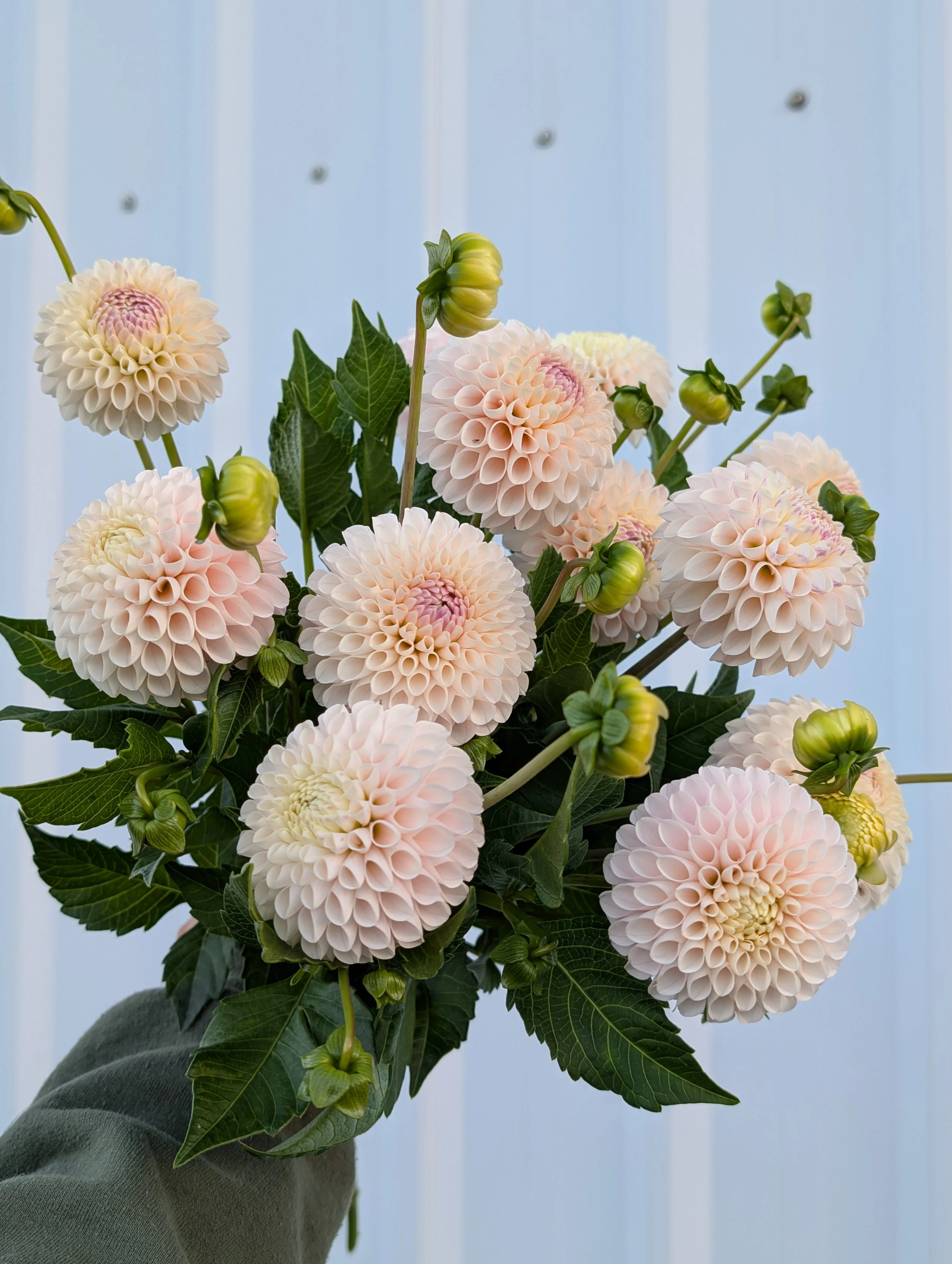 Dahlia Camano Zoe.jpg