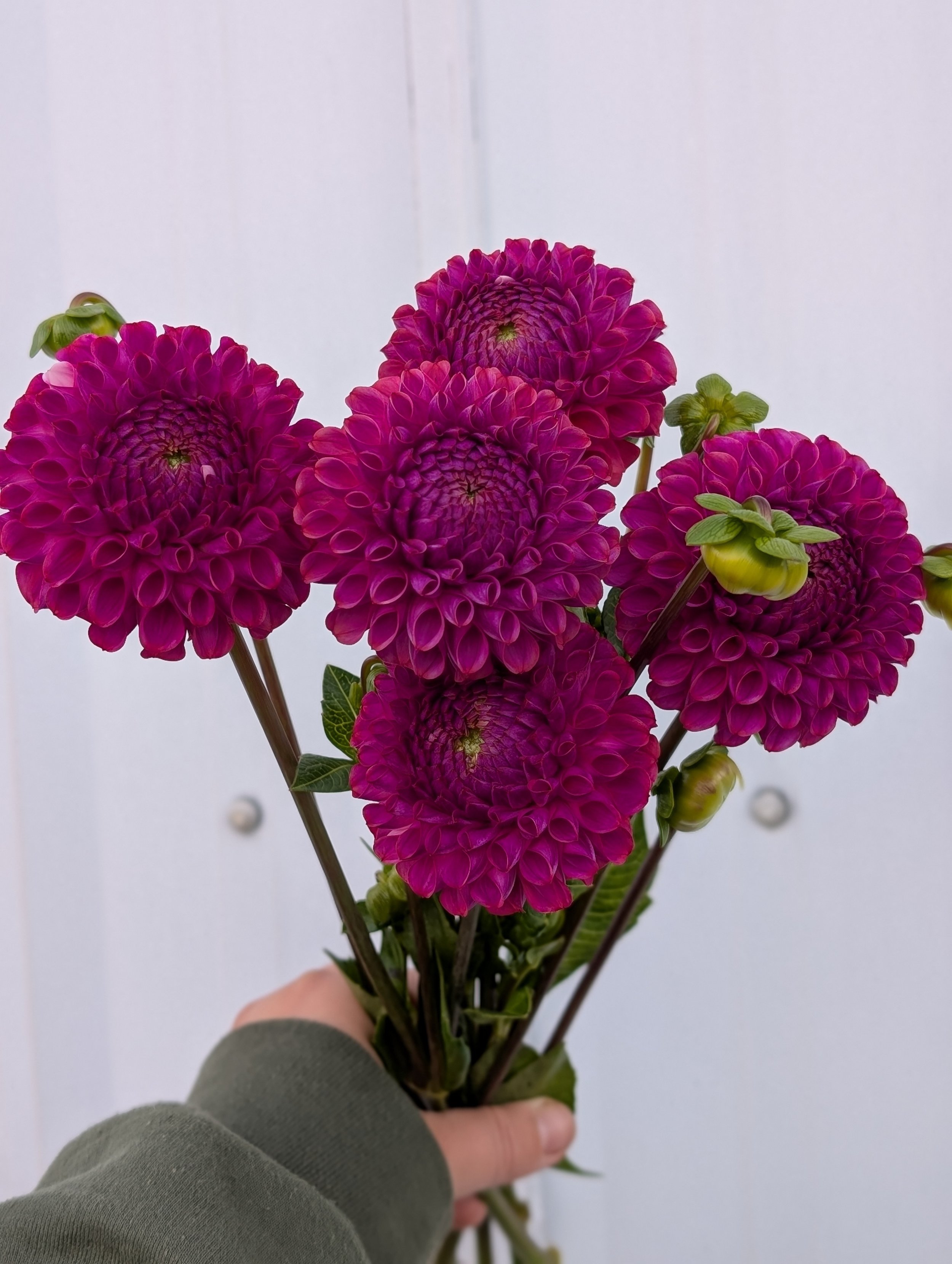 Dahlia Caitlin's Joy.jpg