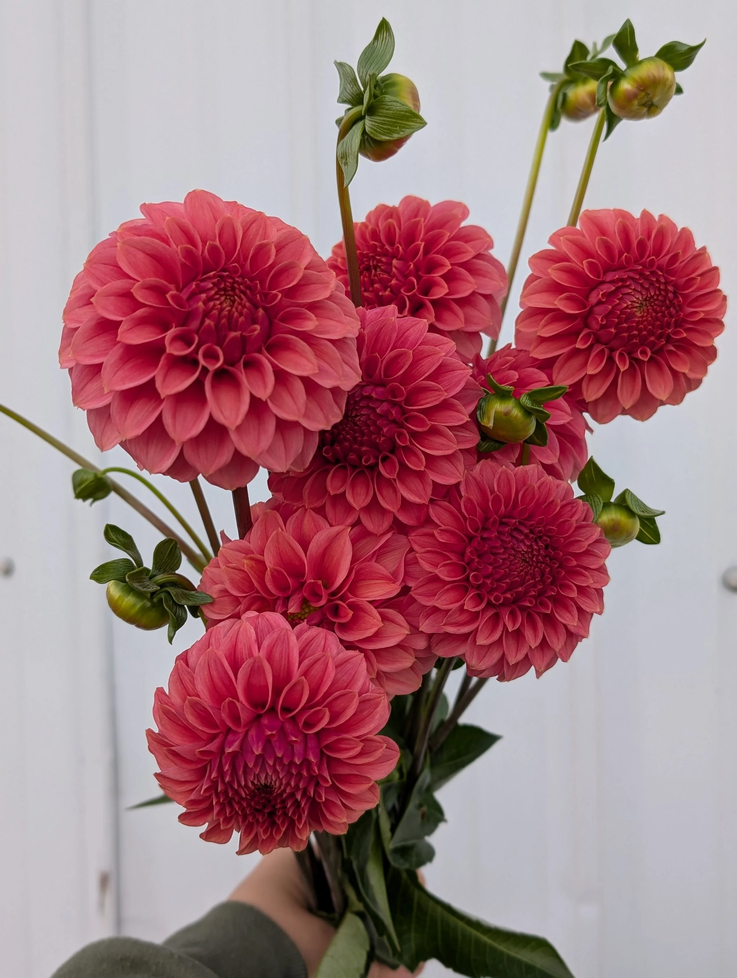 Dahlia KAs Keltie Rose.jpg