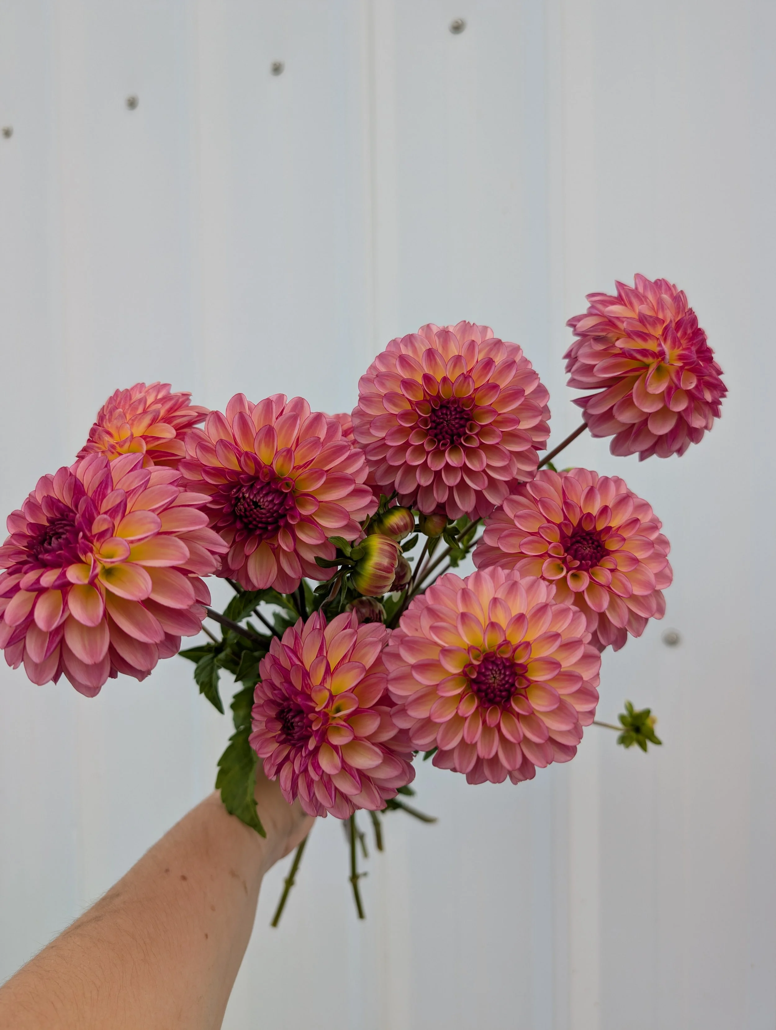 Dahlia Foxy Lady.jpg