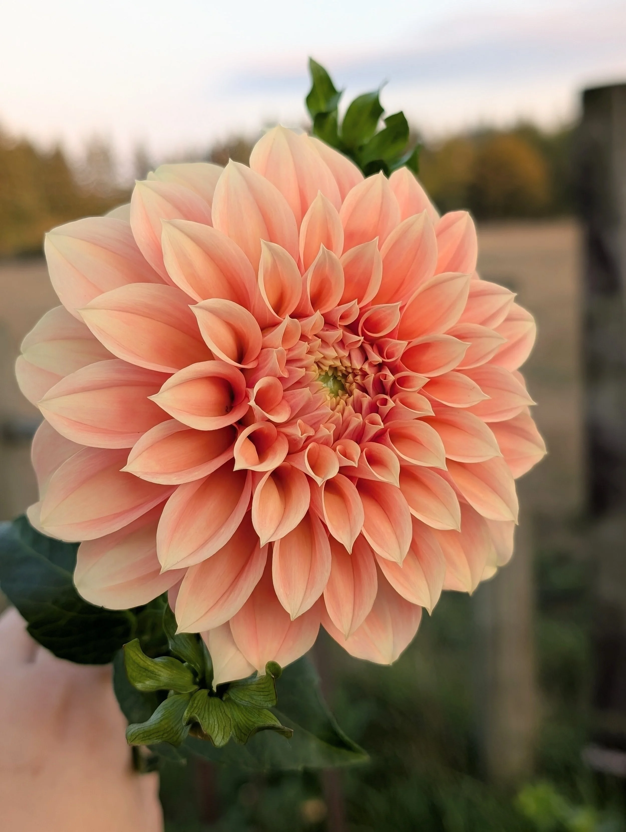 Bracken Palomino Dahlia (2).jpg