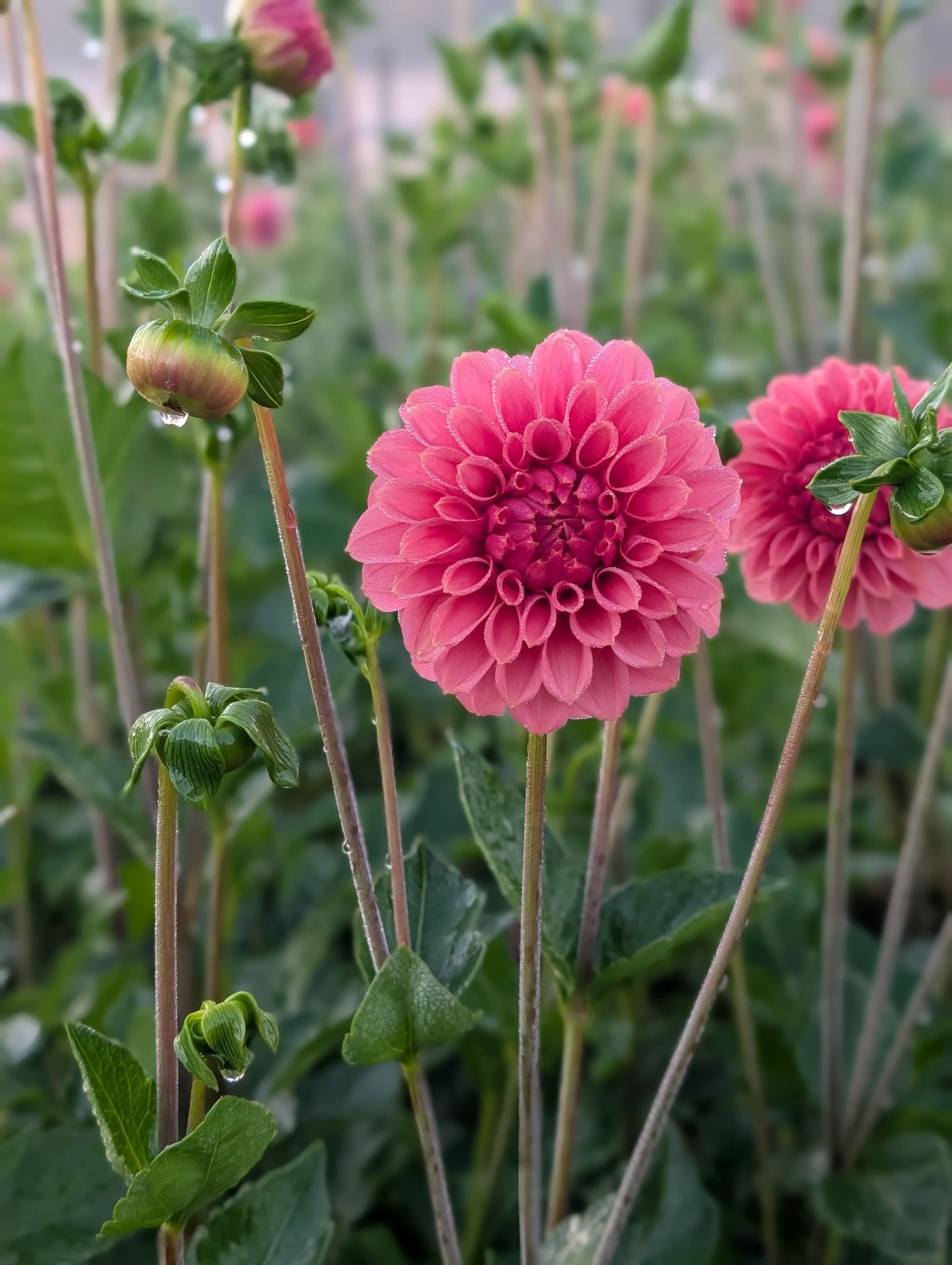 Dahlia KAs Keltie Rose (1).jpg