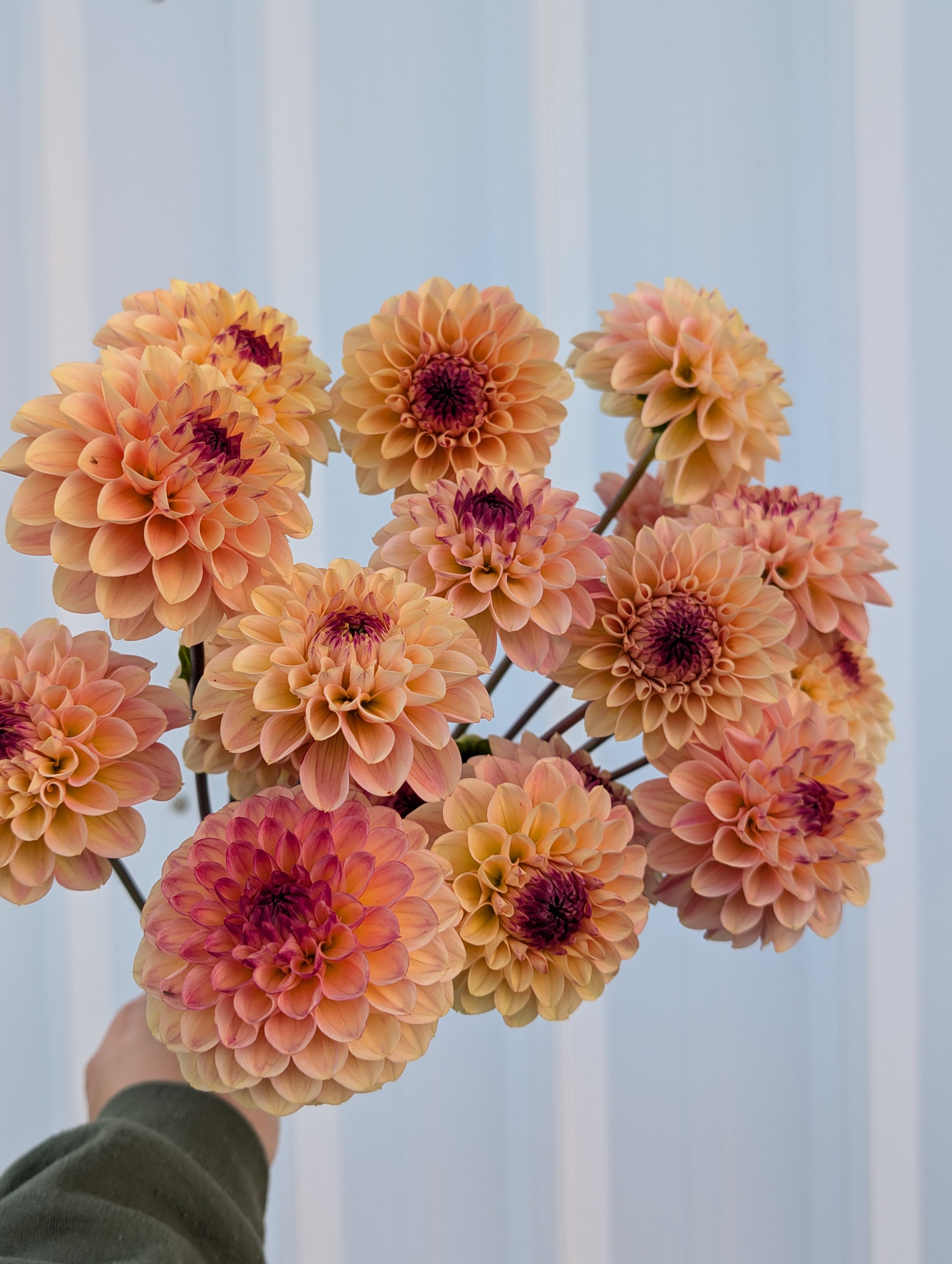 Dahlia Wine Eyed Jill.jpg