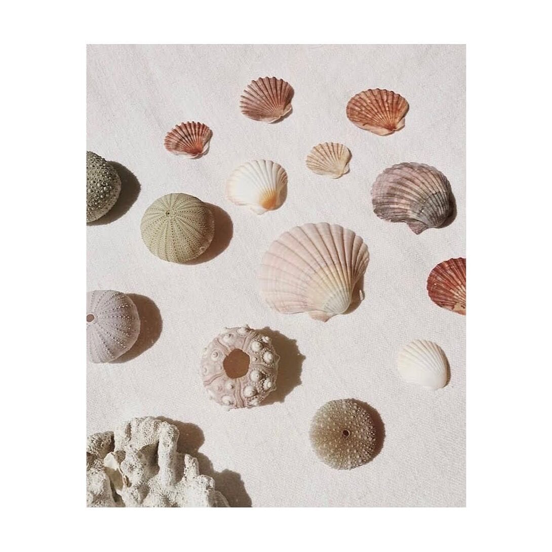 Hoping you got some treasure hunting in this weekend 🐚🌸💫