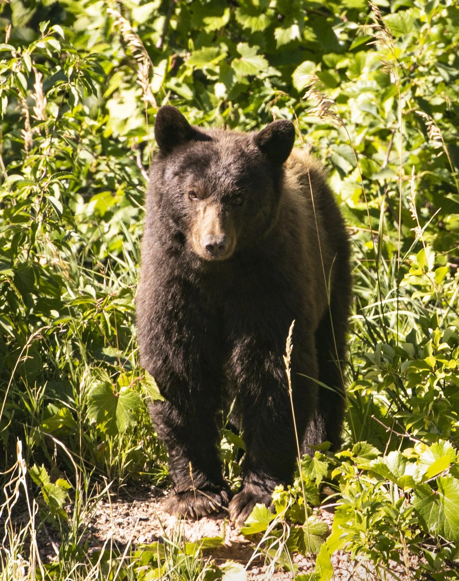 BEAR MOM.jpg