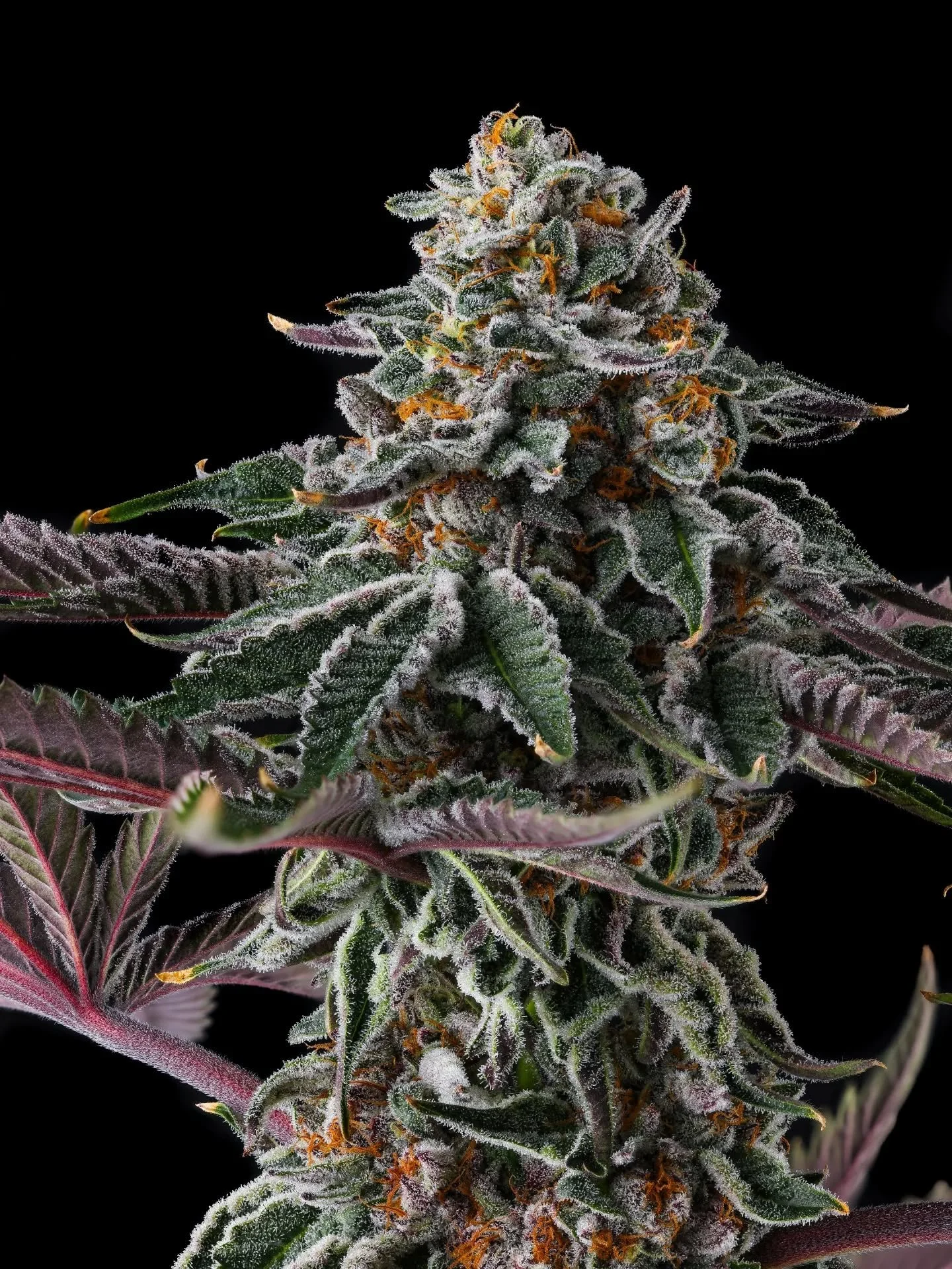 Zupernova (Zlayer x Eye Candy) 💥👁️🌌

By @compoundgeneticsofficial 

&quot;Don't judge each day by the harvest you reap, but by the seeds that you plant.&quot; - Robert Louis Stevenson
