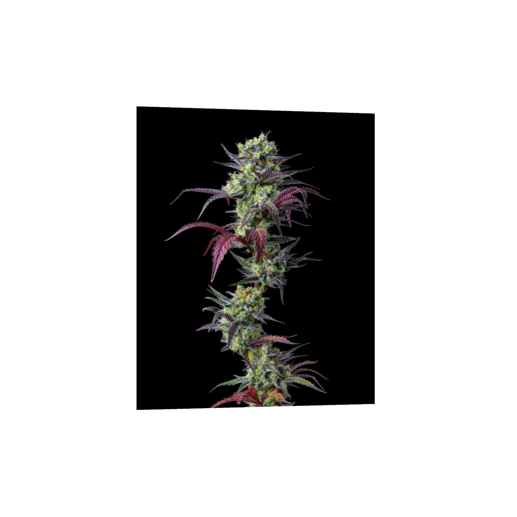 ptq_1_6_0_75_12006_15007_0_false_ffffff_0_0_.png