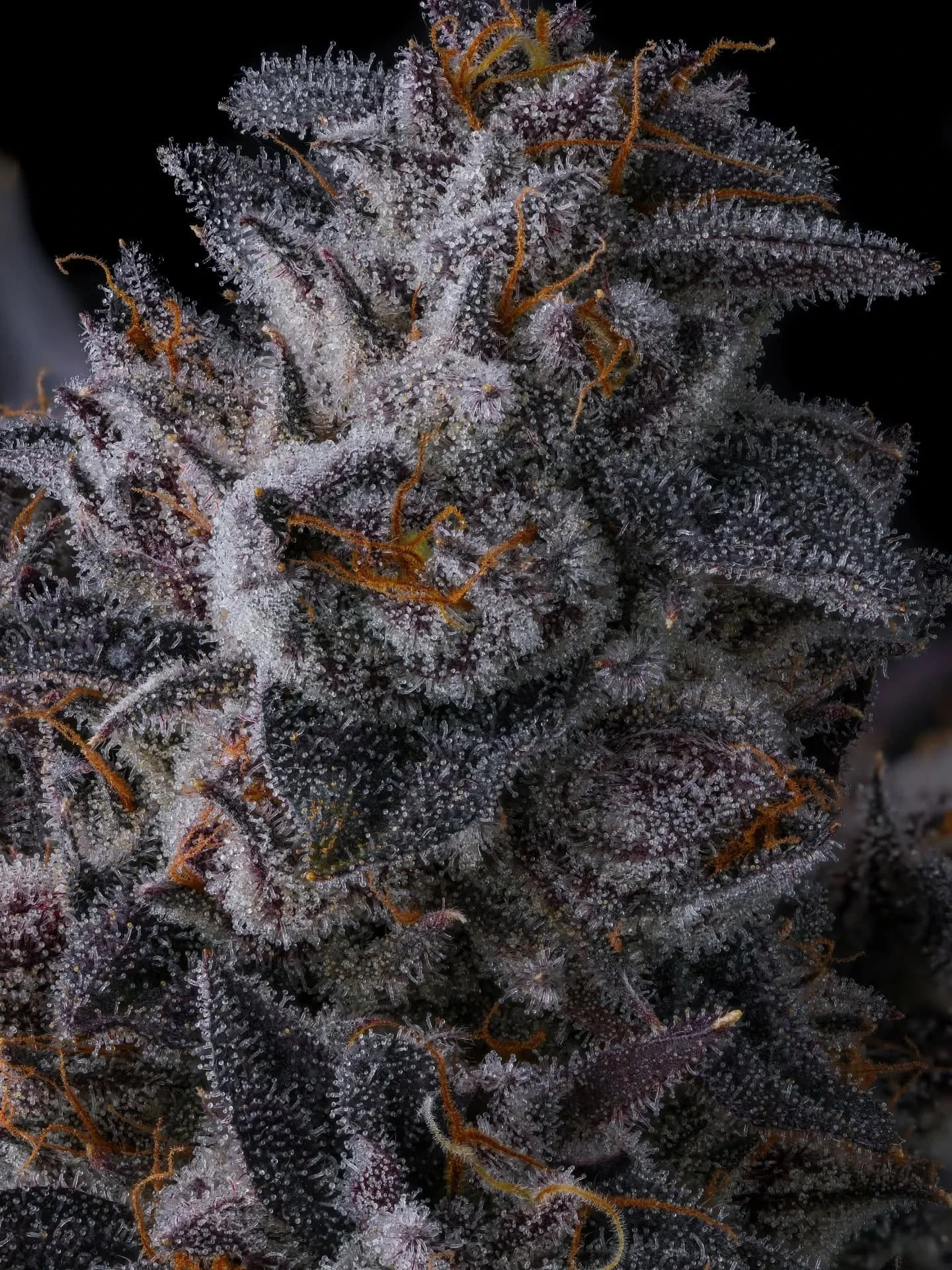 Runtz Carlton #7 (White Runtz x Eye Candy) by @compoundgeneticsofficial @compoundseeds 

Grown by @ummasonoma 

Good genetics 🤝 Good growers