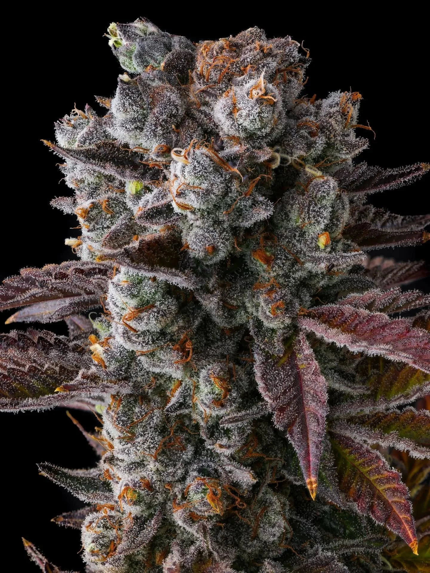 Hawaiian Sunkist (Aloha Limone X Grape Gas) 🌺🌞

By @compoundgeneticsofficial @compoundseeds 

Feels like the world is rushing us, but beautiful things take time. ⏱️