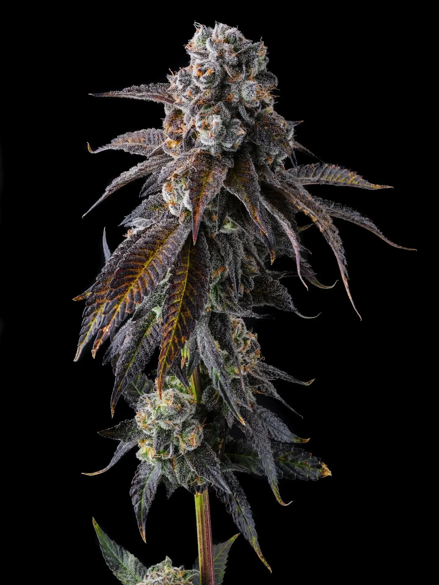 Dulce Dreams (Dulce de Fresa x Grape Gas) 🍬🍭

By @compoundseeds @compoundgeneticsofficial 

Friday is basically the weekend right? 🎉🥳