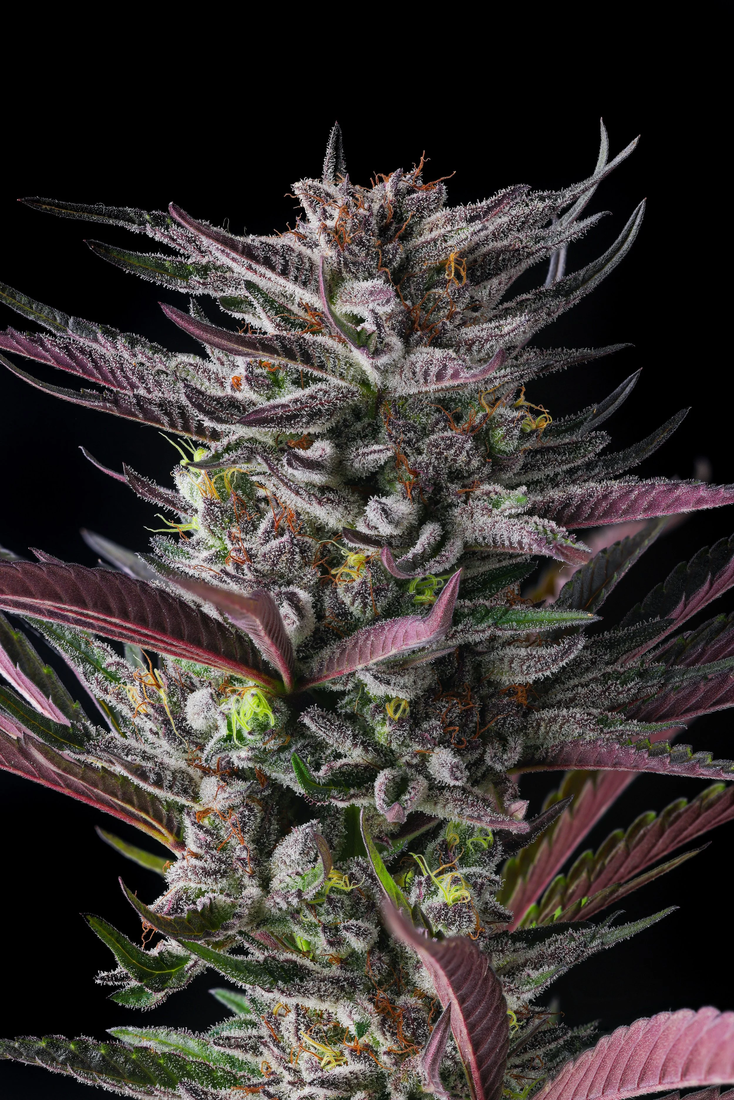 Why Cannabis Brands Need Professional Photography to Stand Out in a ...