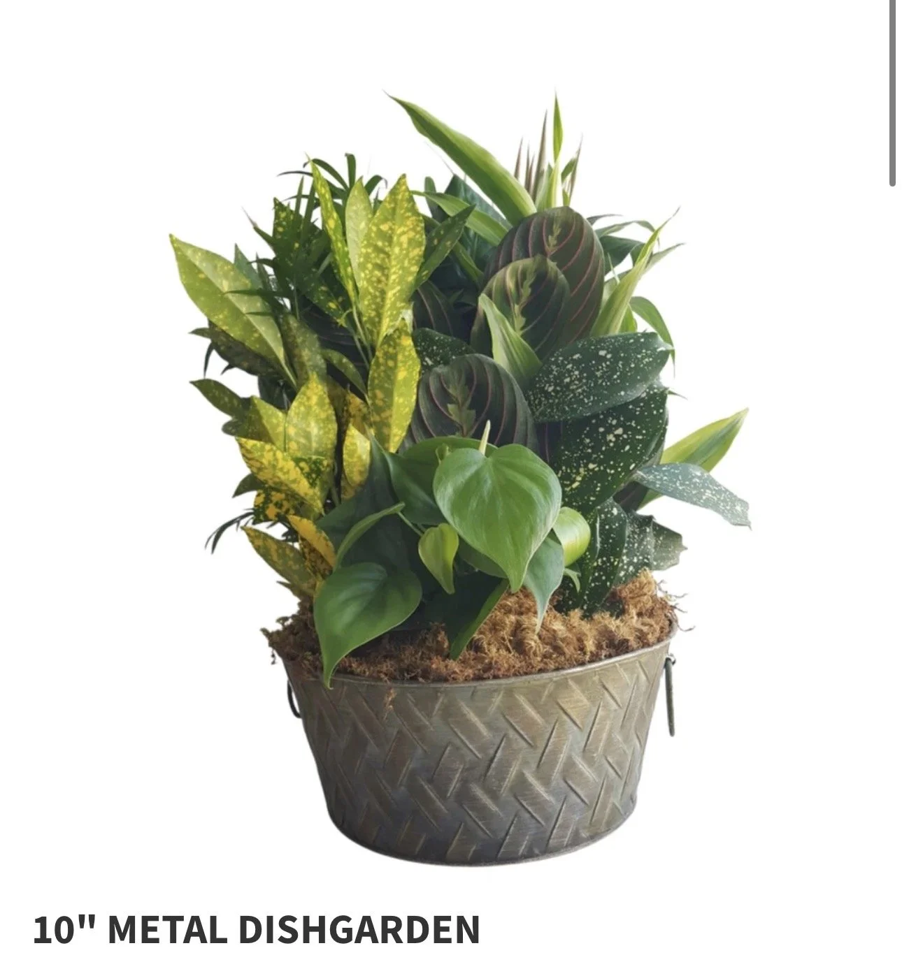 10" Metal Dish Garden