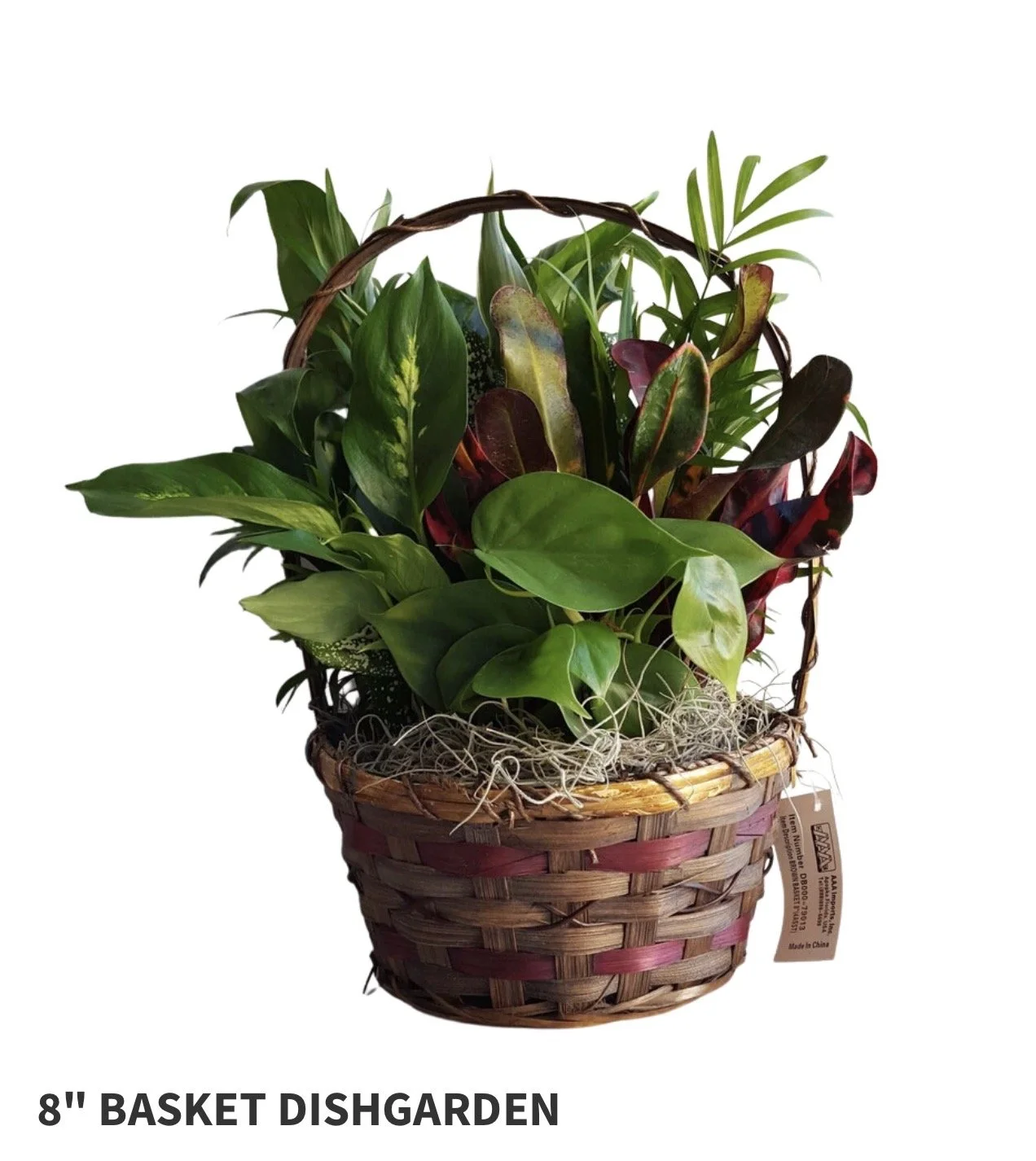 8" Basket Dish Garden
