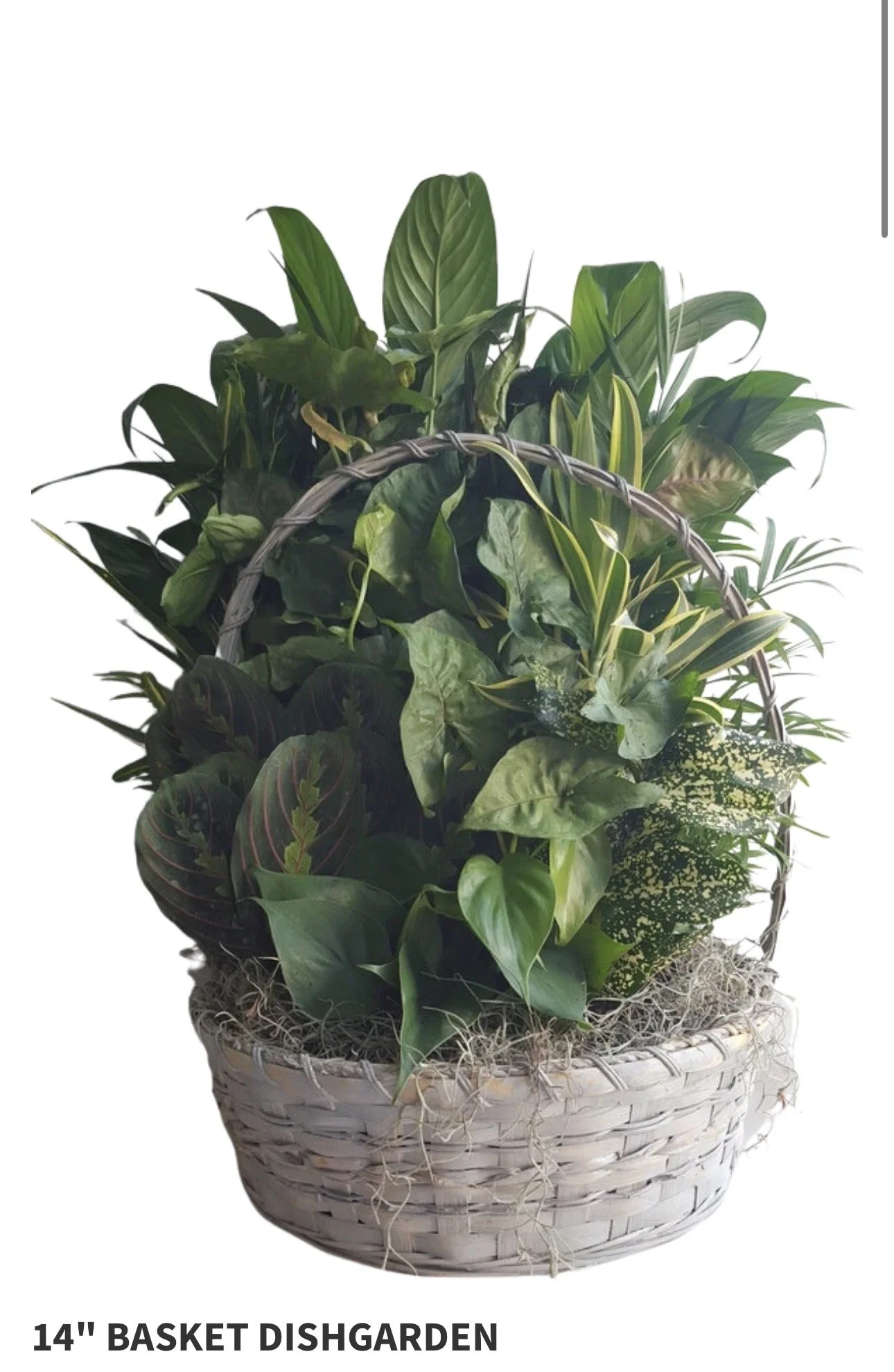 14" Basket Dish Garden