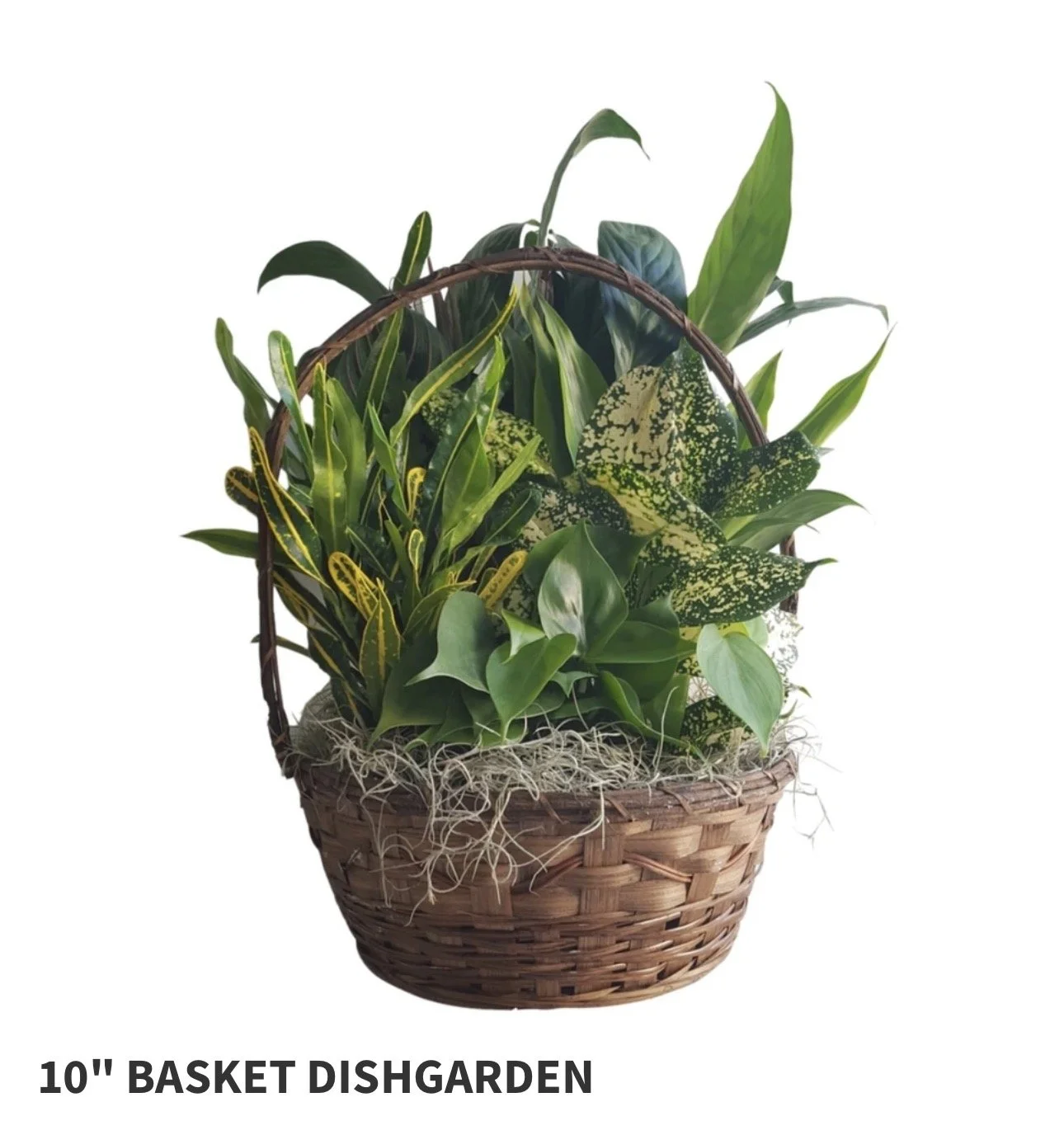 10" Basket Dish Garden