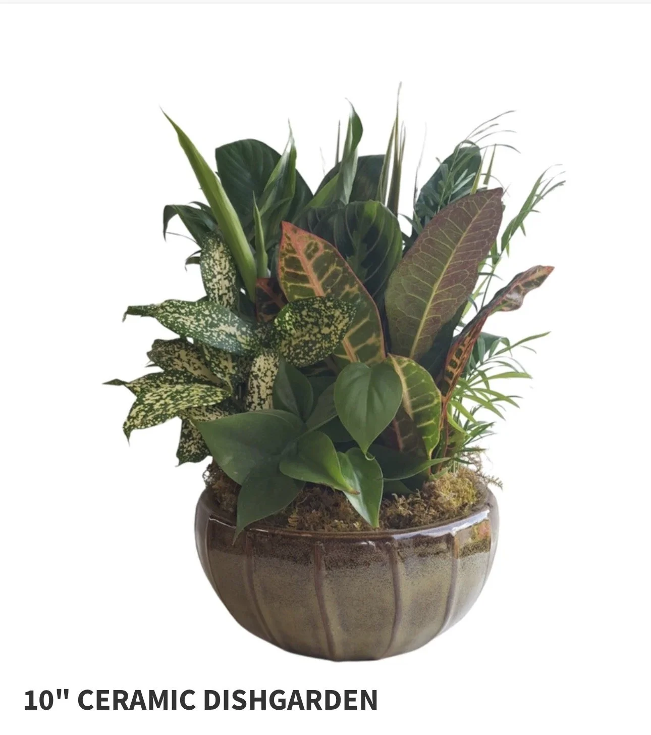 10" Ceramic Dish Garden