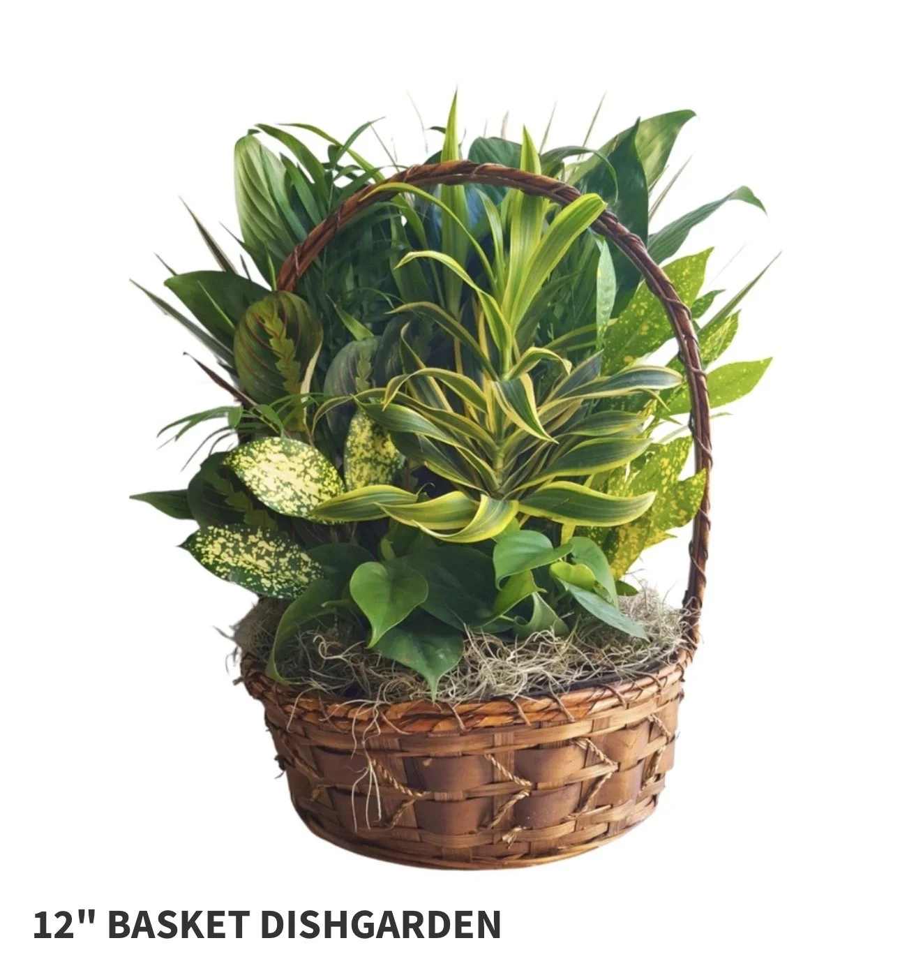 12" Basket Dish Garden