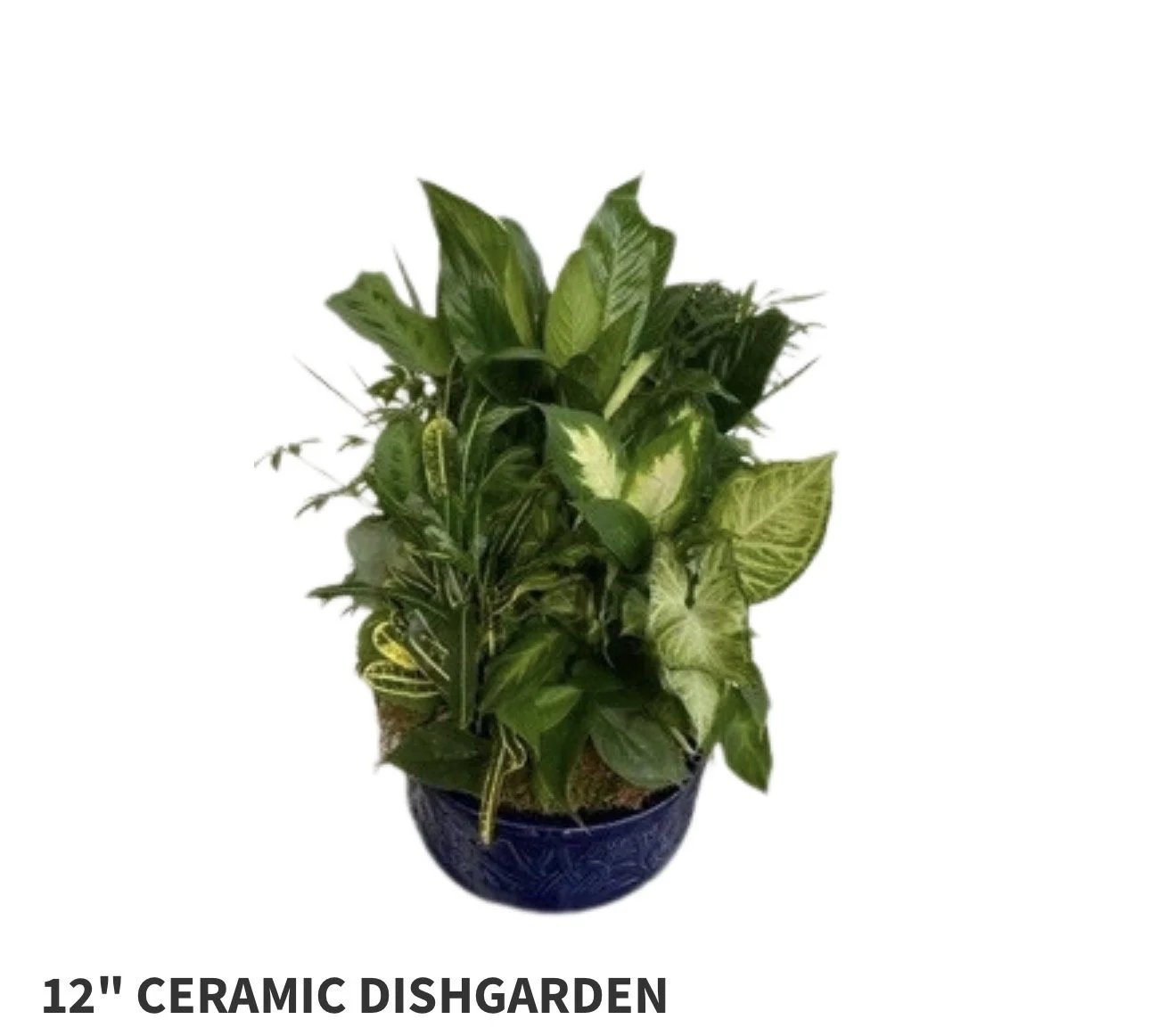 12" Ceramic DIsh Garden