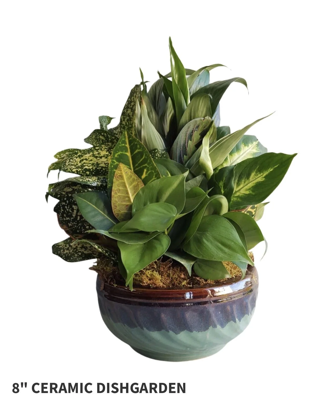 8" Ceramic Dish Garden