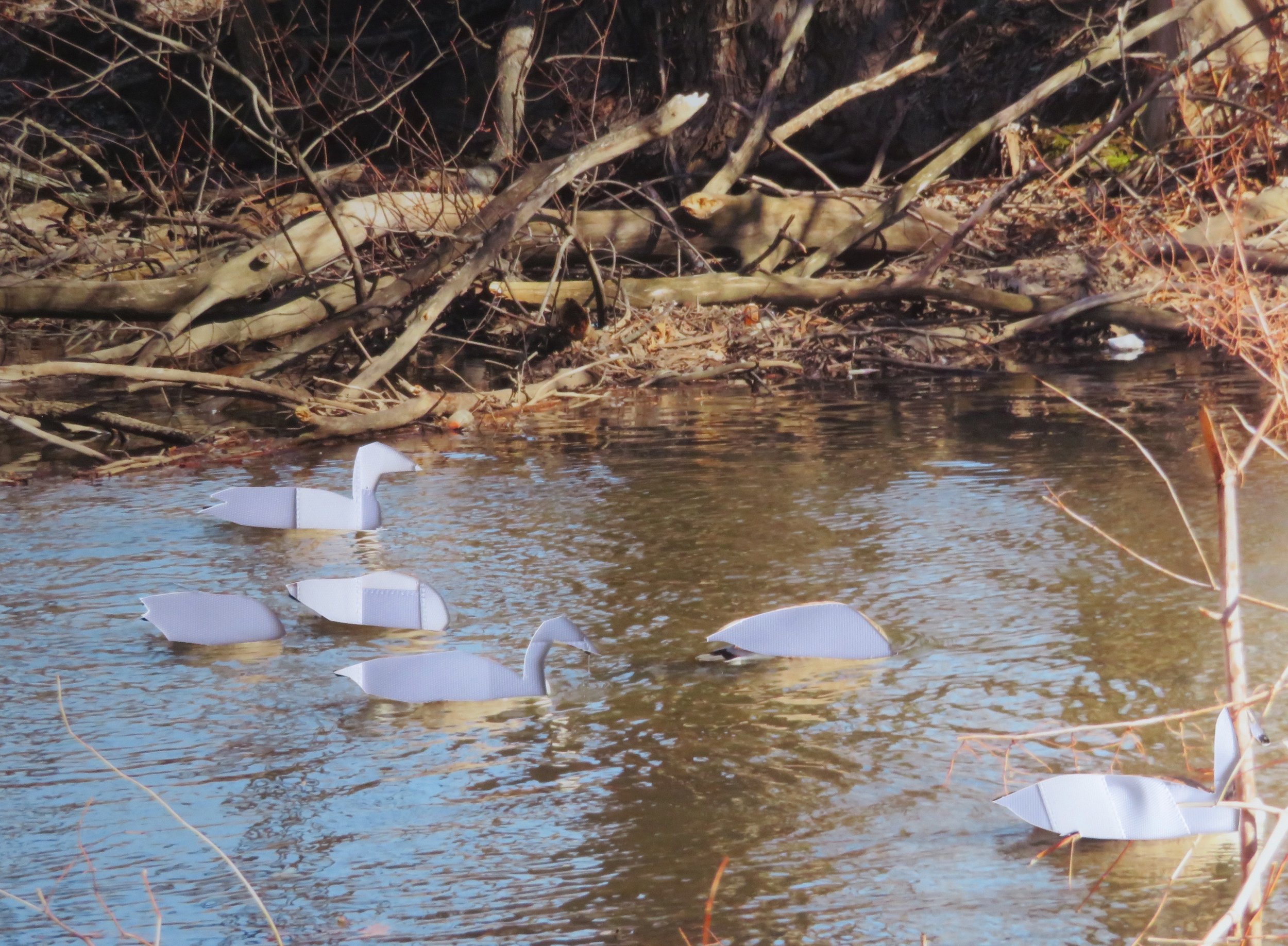 swans.jpg