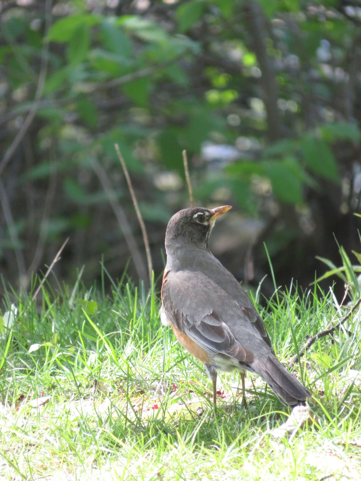 IMG_1319.jpeg