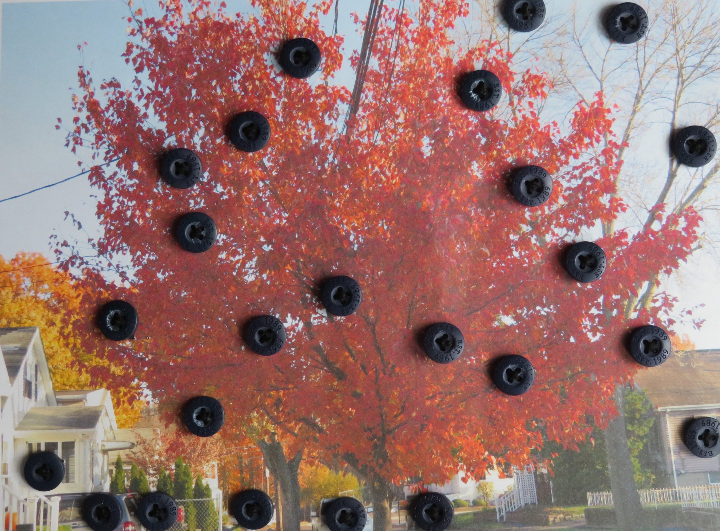 buttonsontrees.jpg
