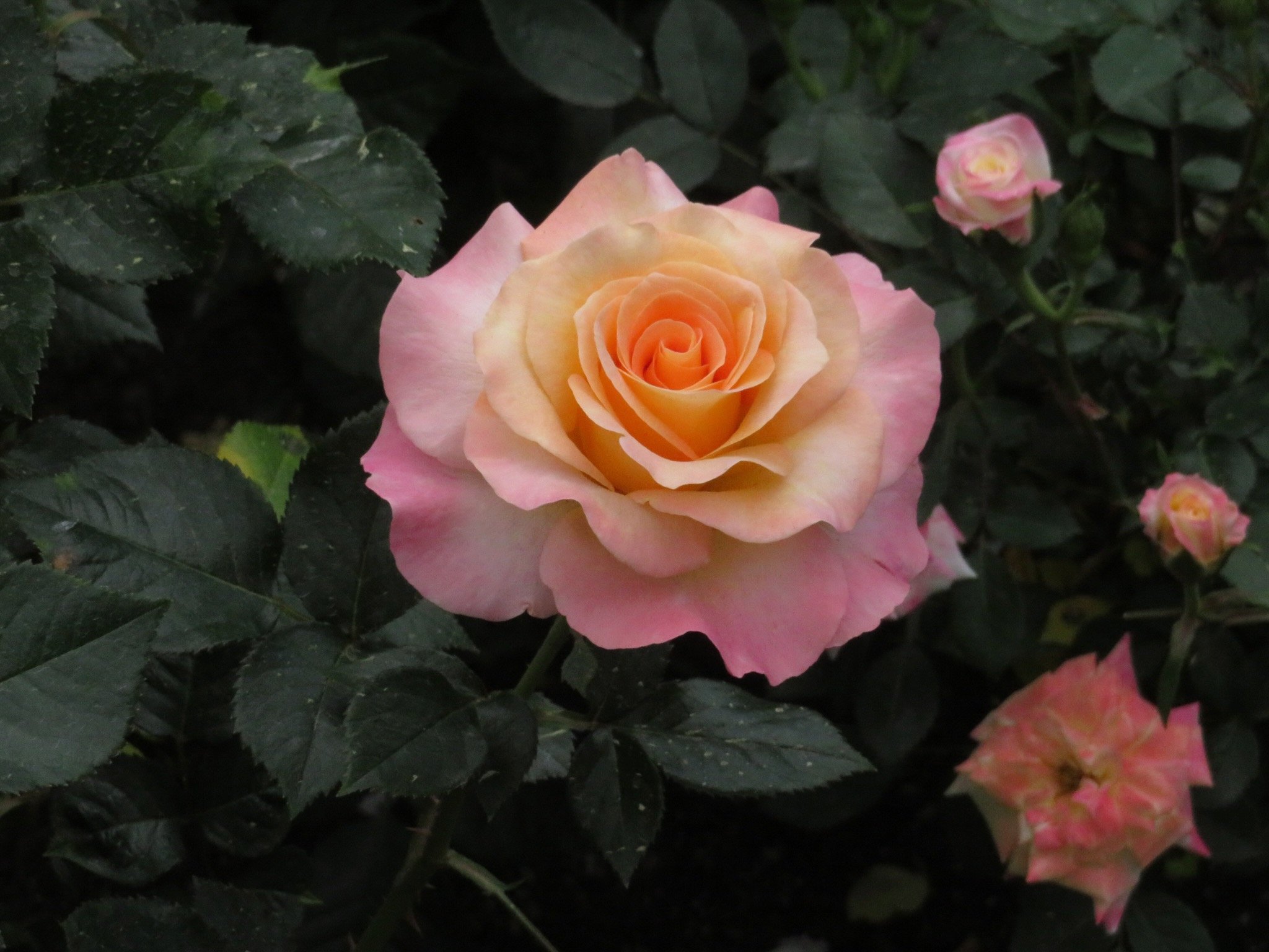 IMG_1682.jpeg
