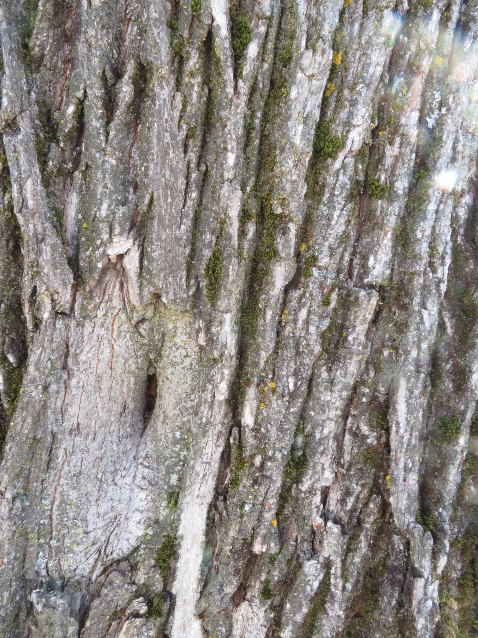 IMG_0426.jpeg