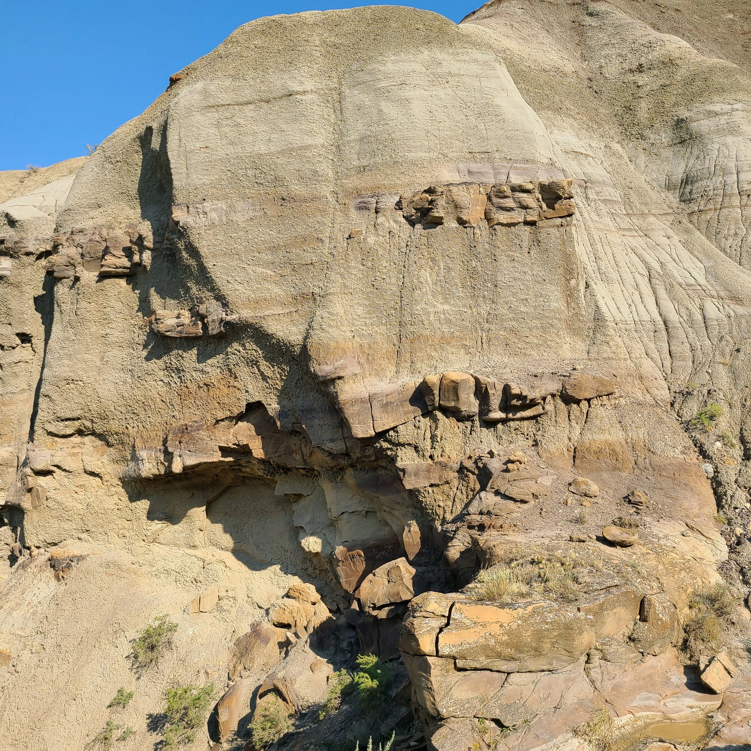 dinosaur bones in the cliffs - White Rock Coulee, AB (2022)