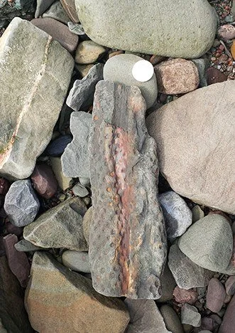 palm fossil - Joggins Fossil Cliffs, NS (2017)