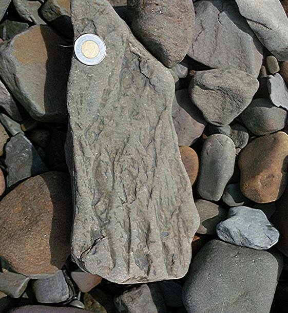 seaweed fossil - Joggins Fossil Cliffs (2017)