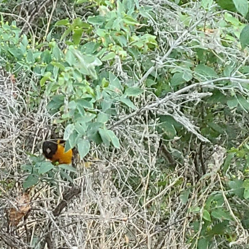Baltimore Oriole (Icterus galbula)