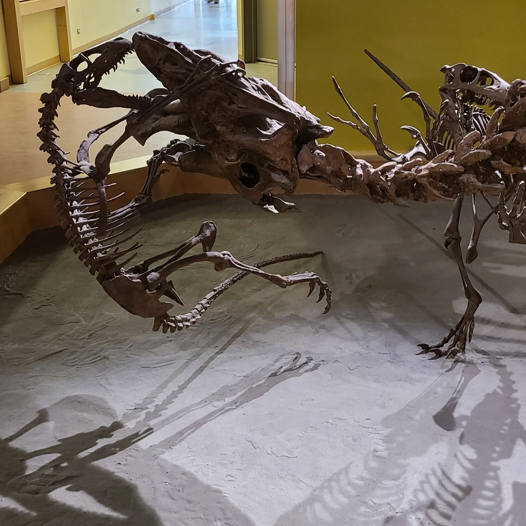Raptor attack