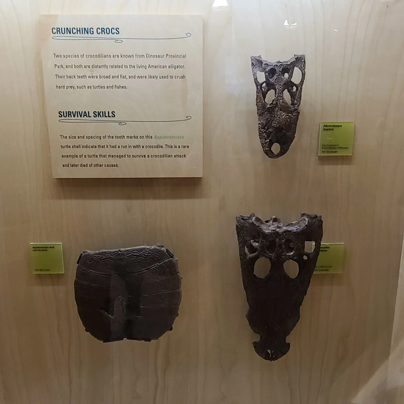 Crocodile skulls