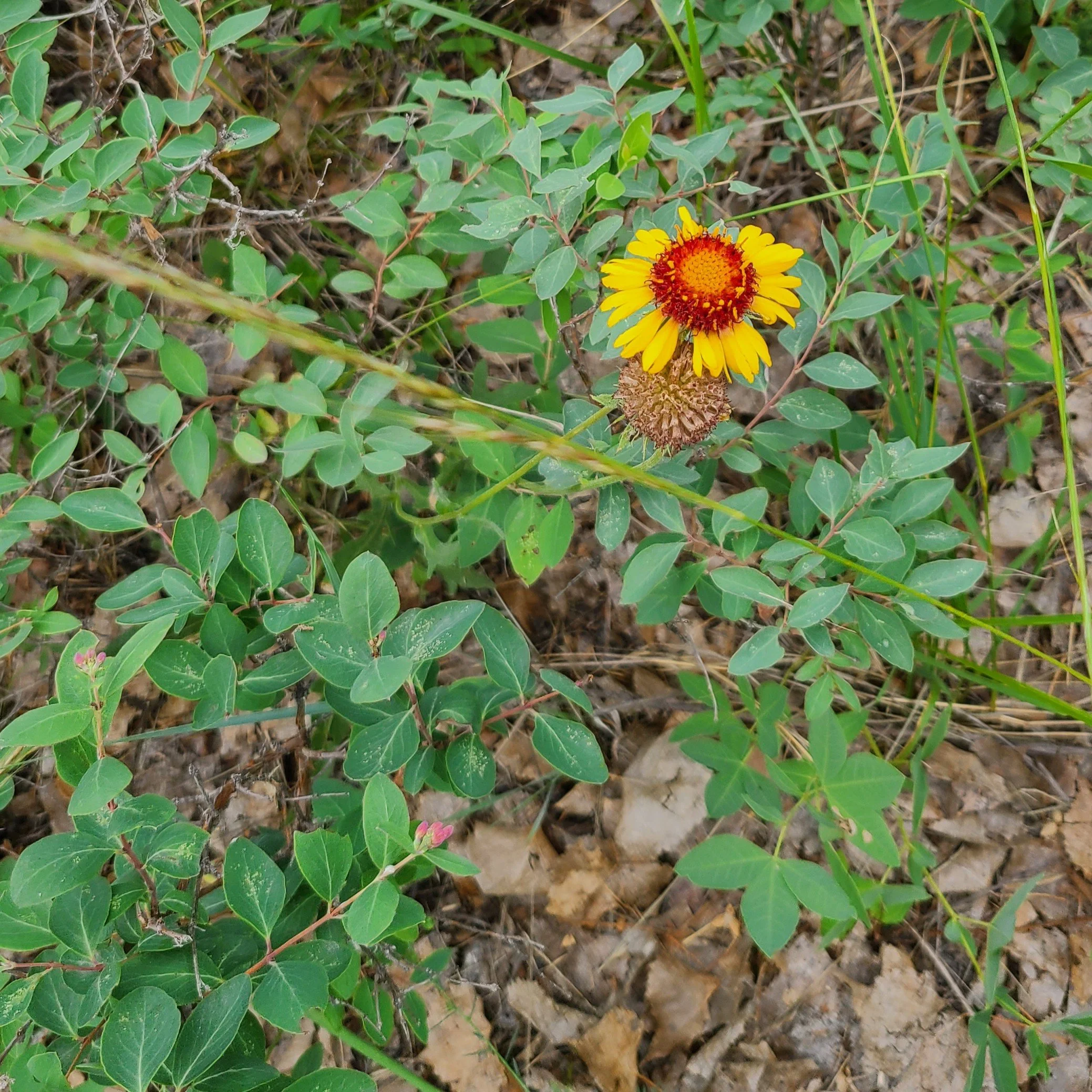 Common Gaillardia (Gaillardia aristata)